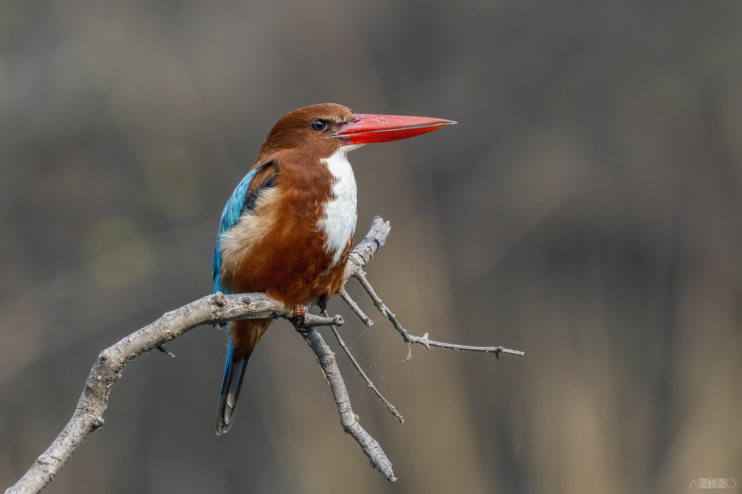 Martin pescatore di Smirne (White-throated kingfisher)