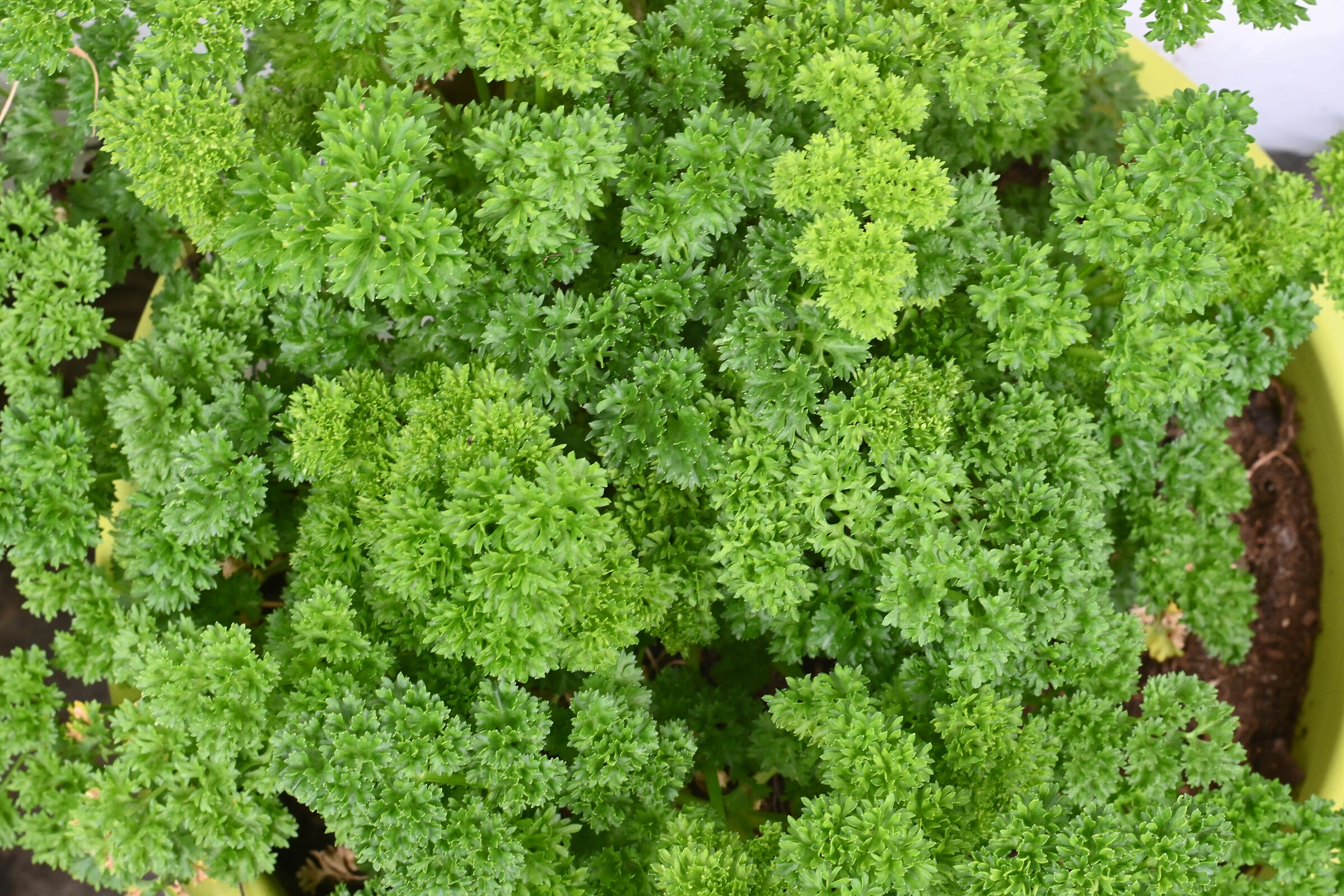 Curly parsley