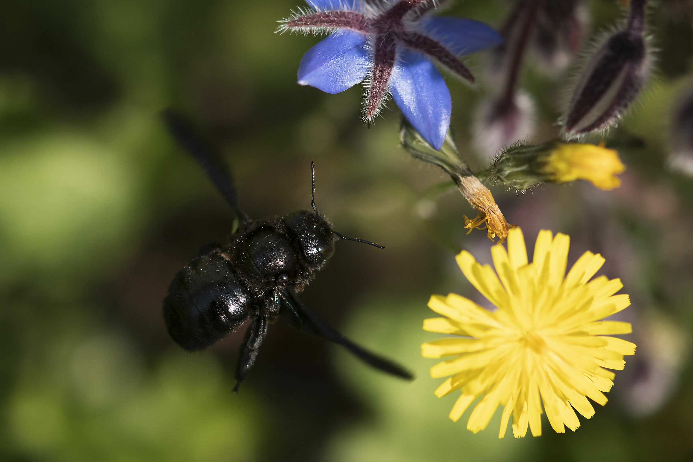 Piccoli, laboriosi e instancabili