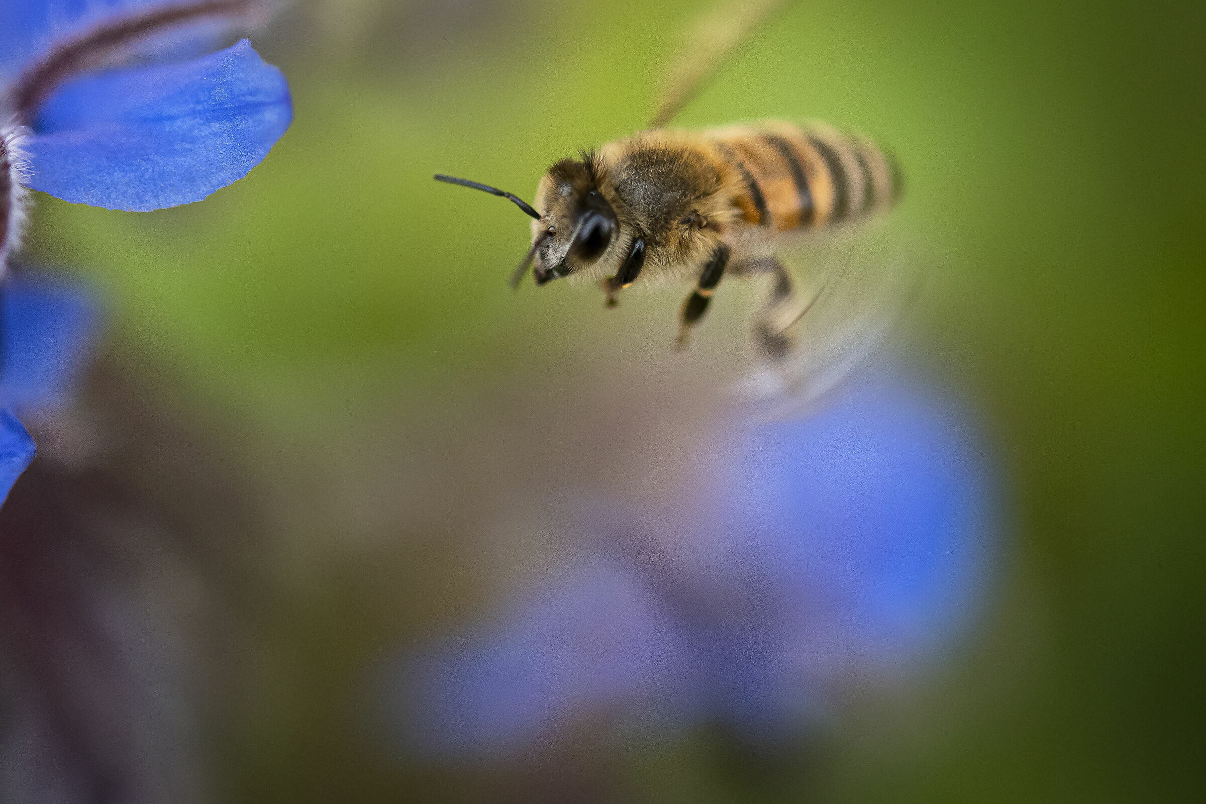 Piccoli, laboriosi e instancabili part.2