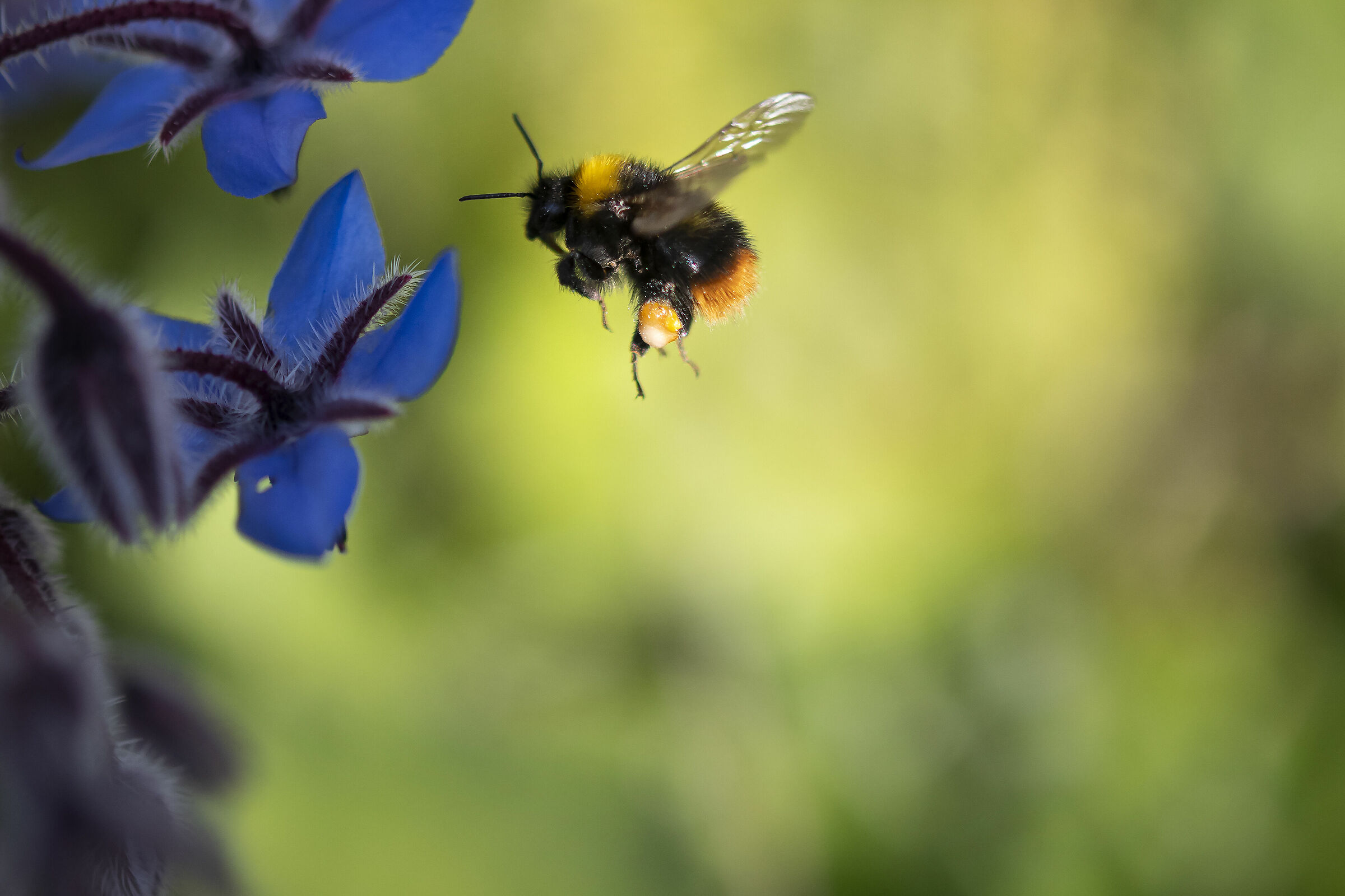 Piccoli, laboriosi e instancabili part.3