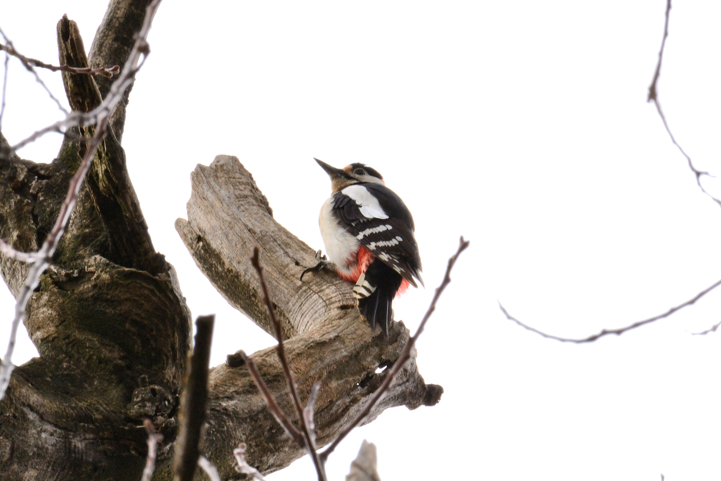 Picchio rosso maggiore (Dendrocopos major)