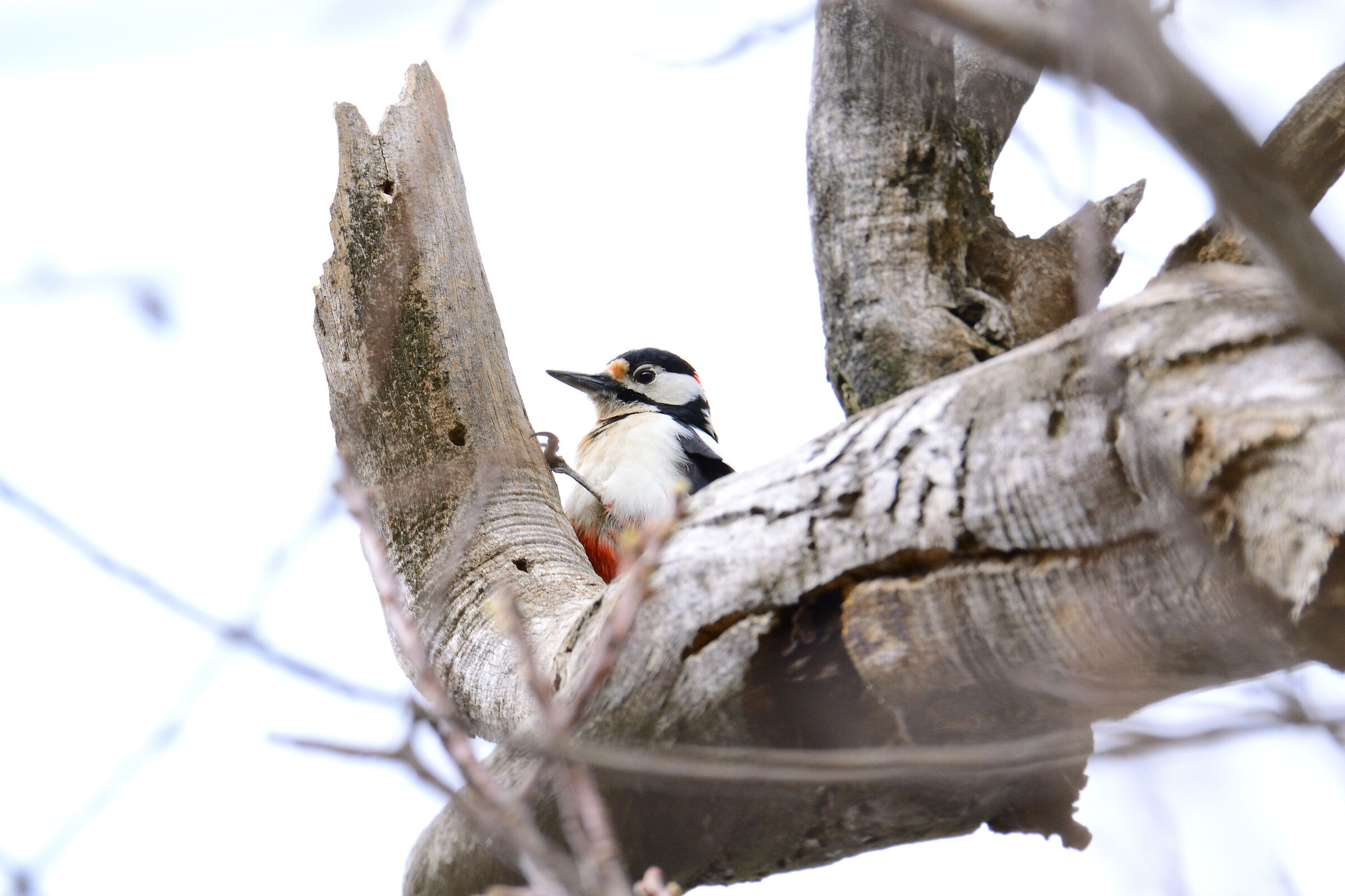 Major Red Wood (Dendrocopos major)