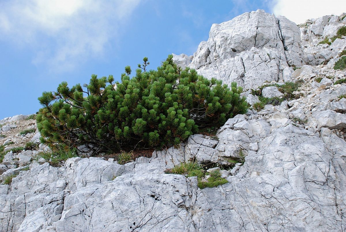 lotta per la sopravvivenza!