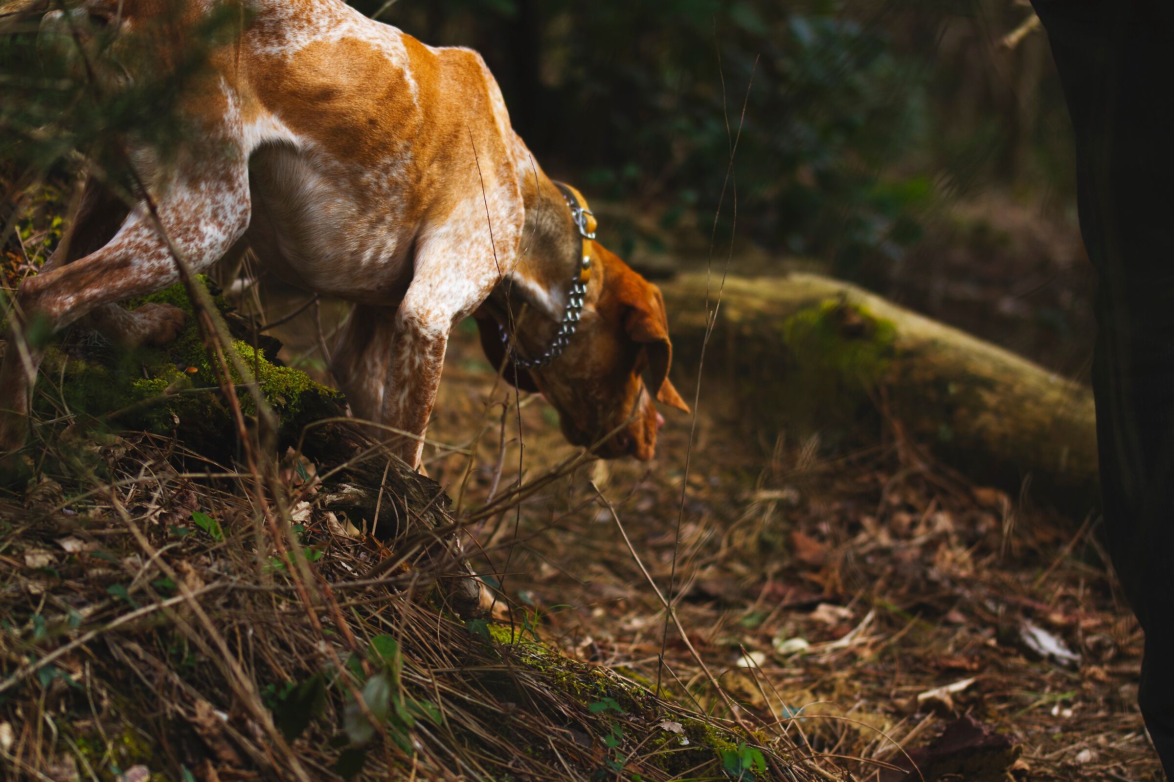 In search of the white truffle
