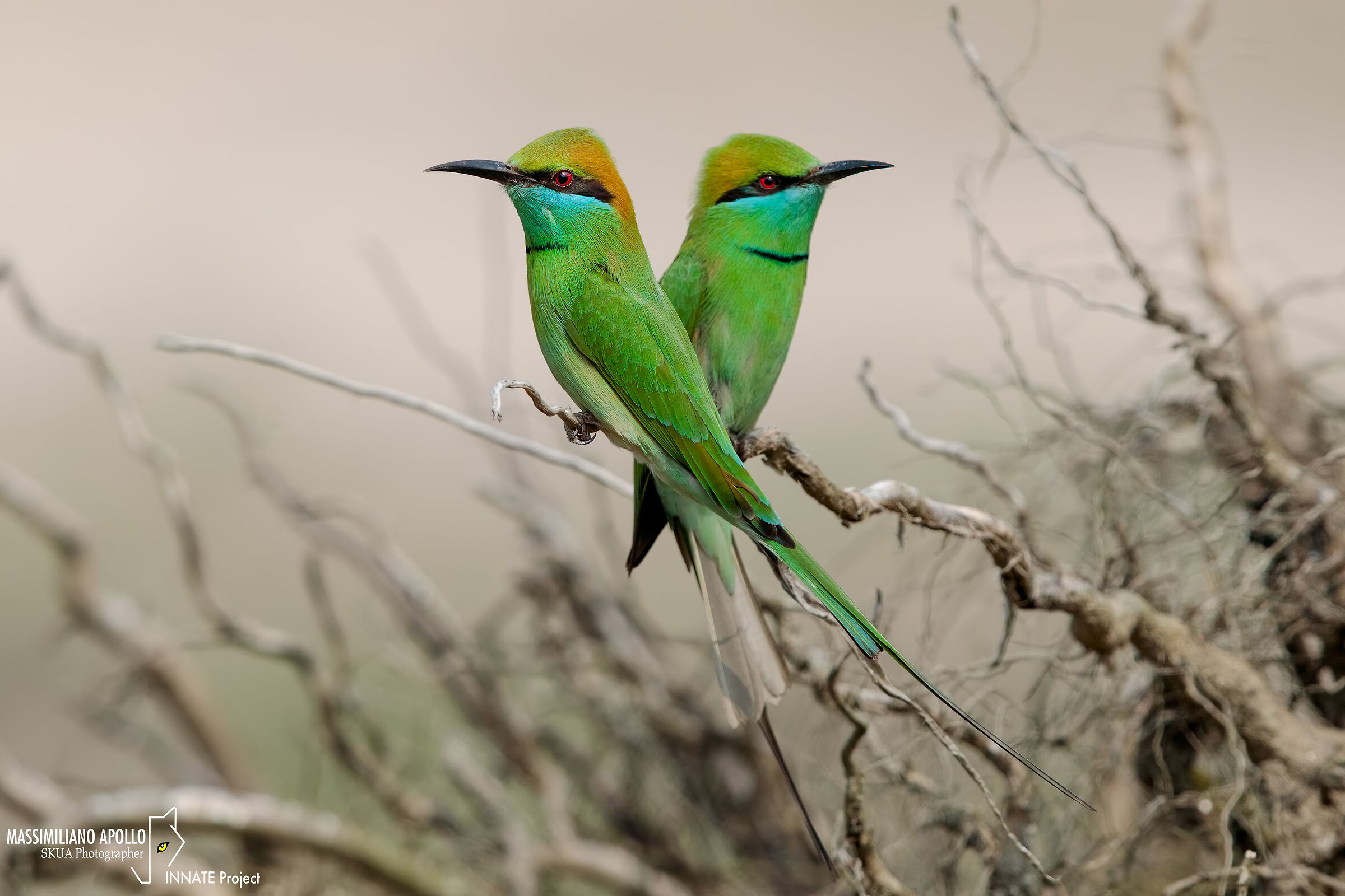 The perfect couple...