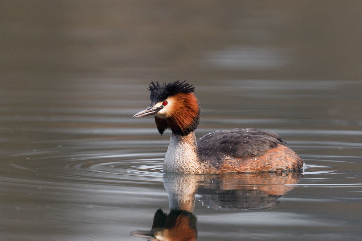 Svasso maggiore in abito nuziale ...
