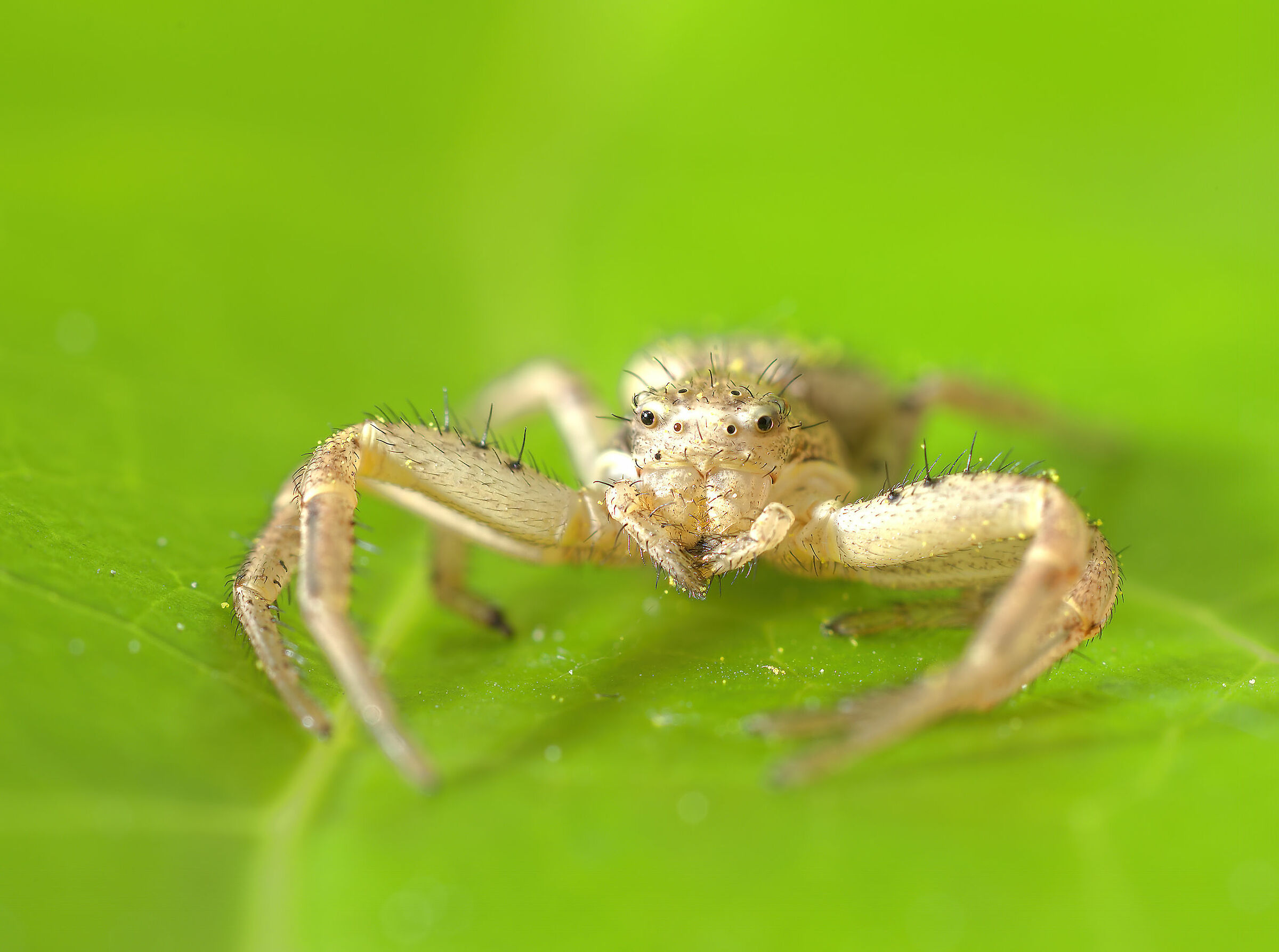 Thomisidae, New