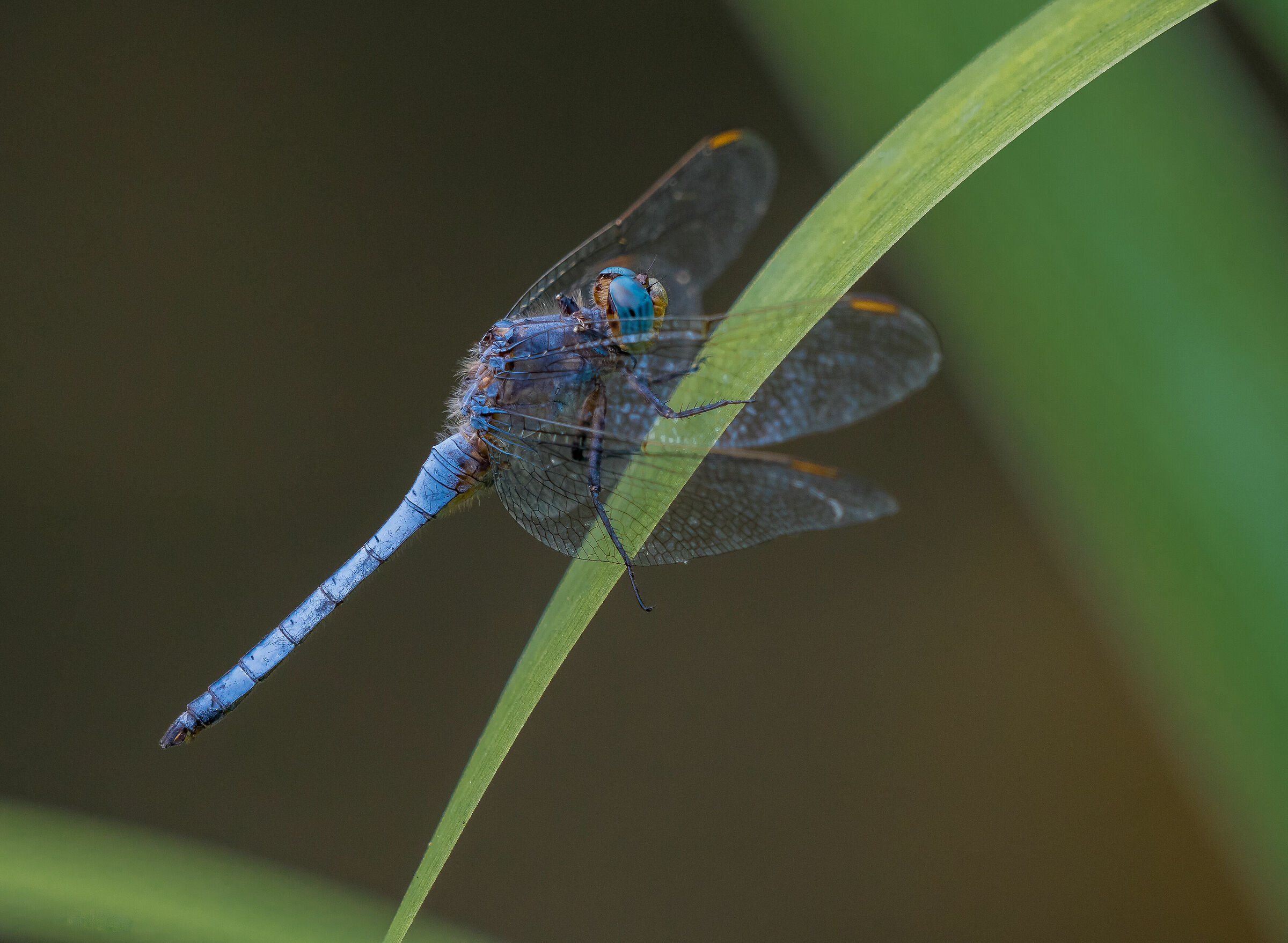 blue dragonfly...............