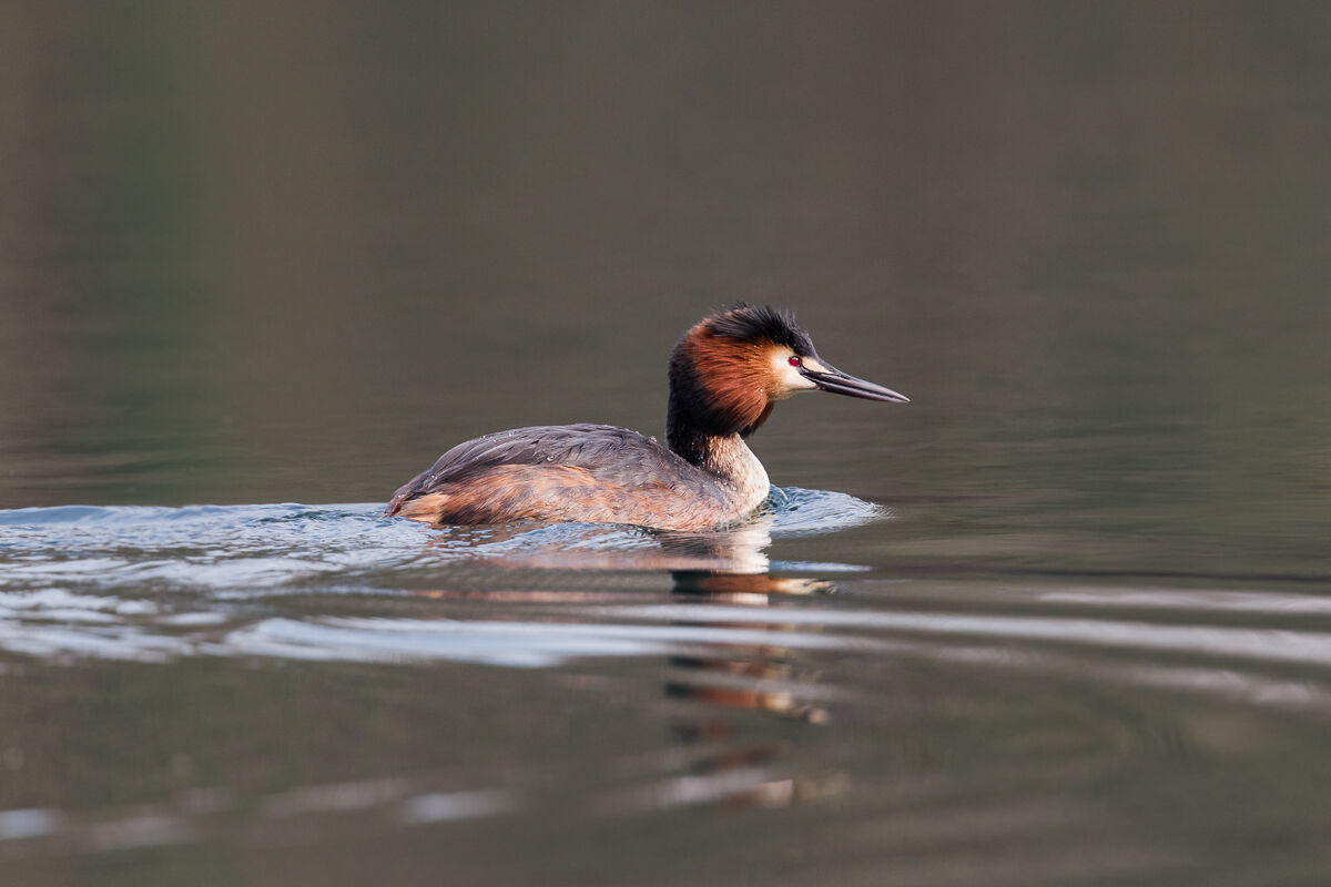 Svasso maggiore in abito nuziale ...