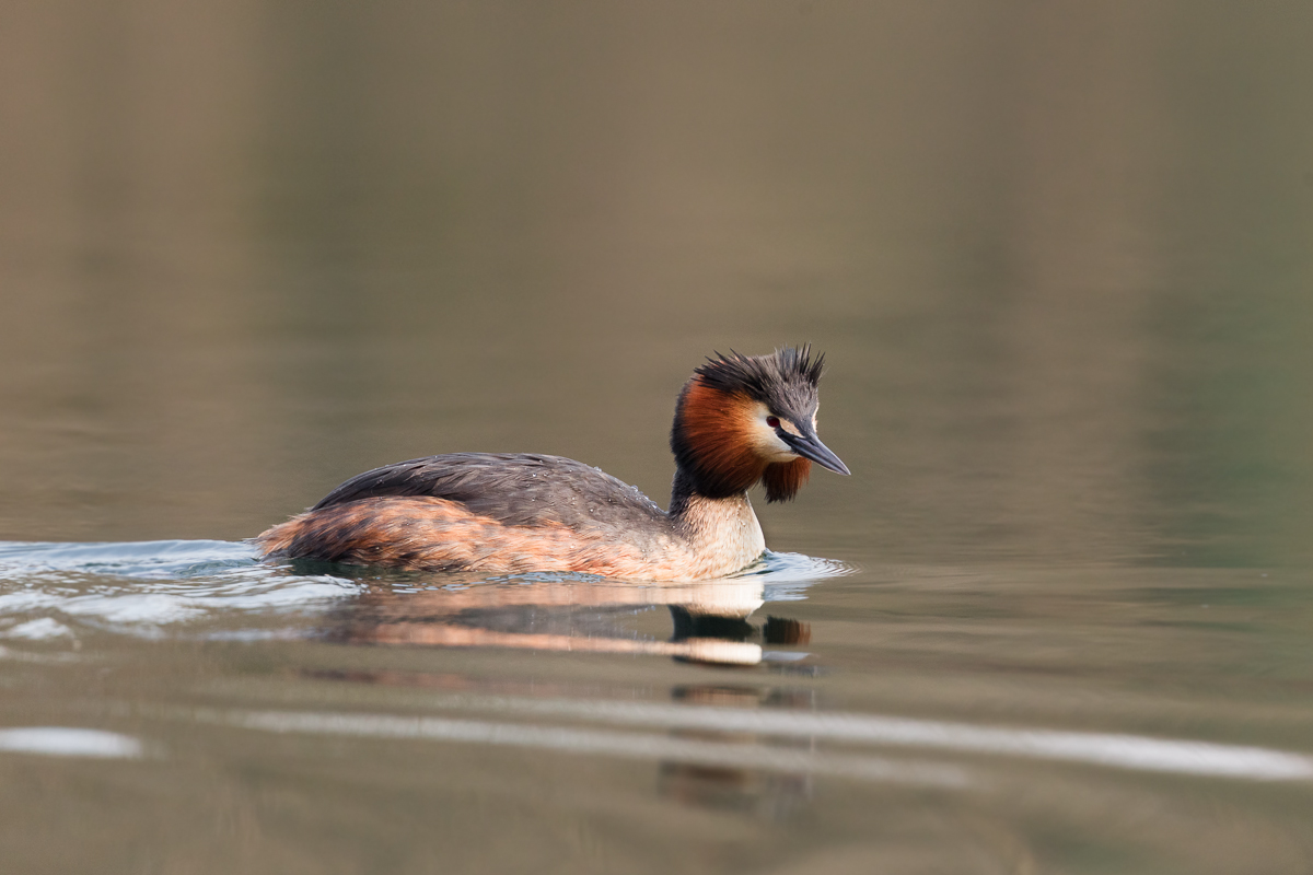 Svasso maggiore in abito nuziale ...