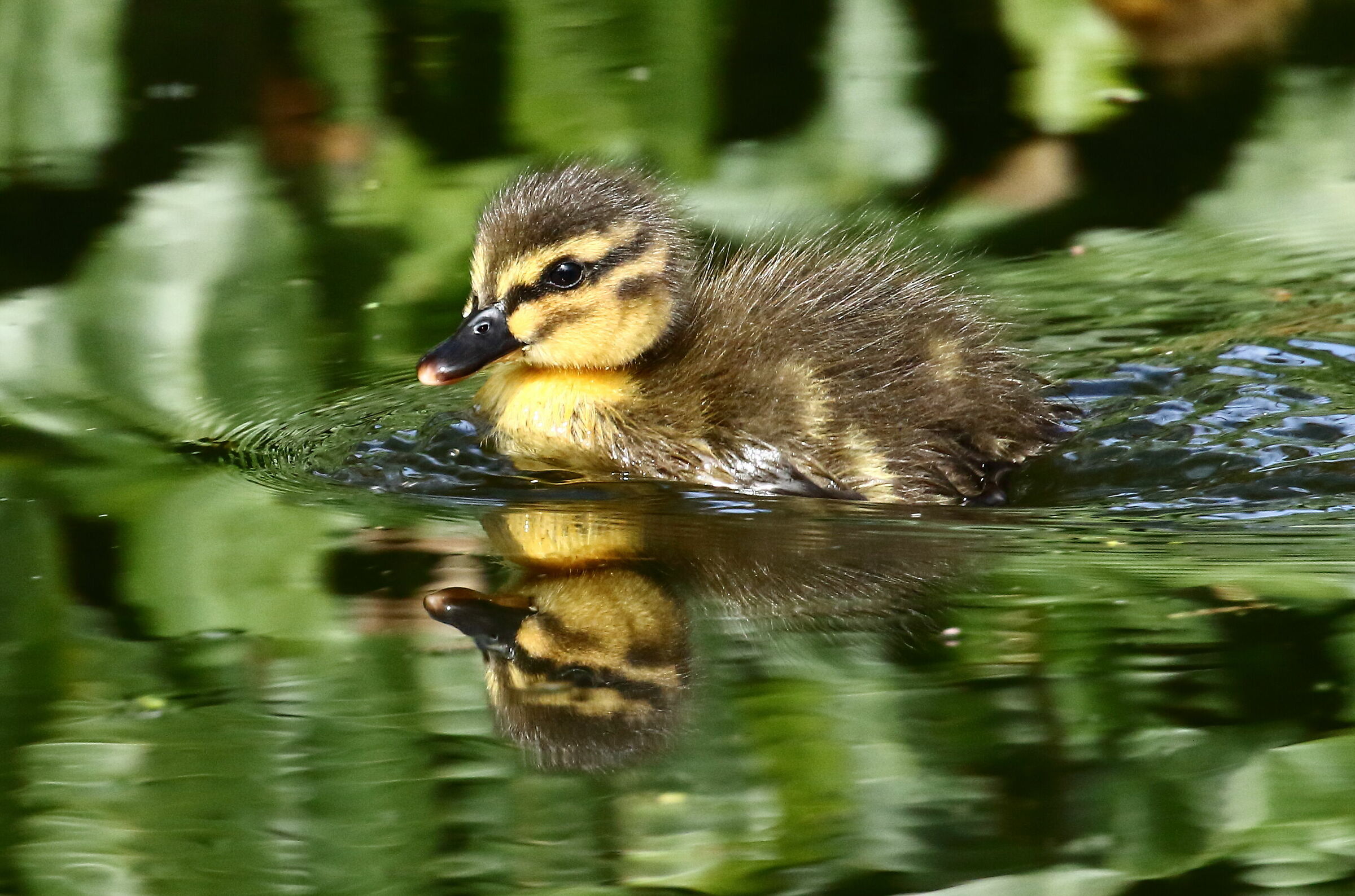 Royal German Pull, March 2020 class