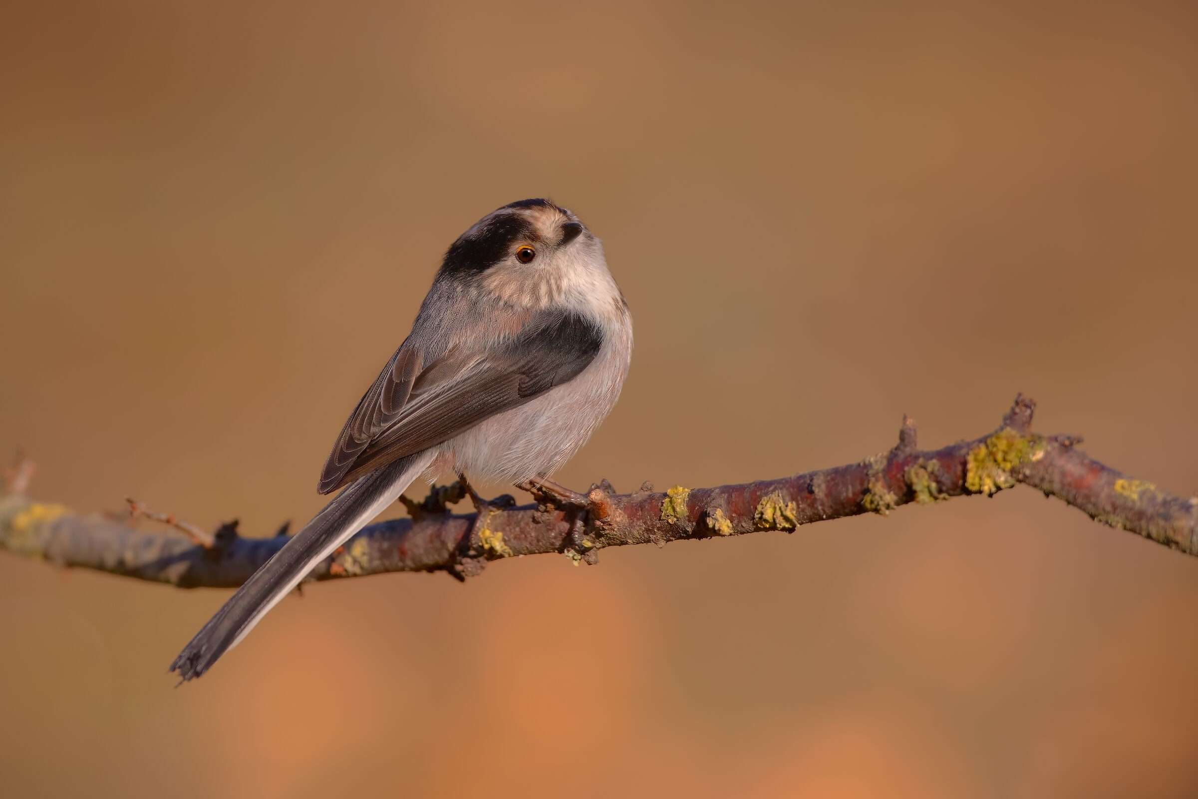 Codibugnolo - febbraio 2019
