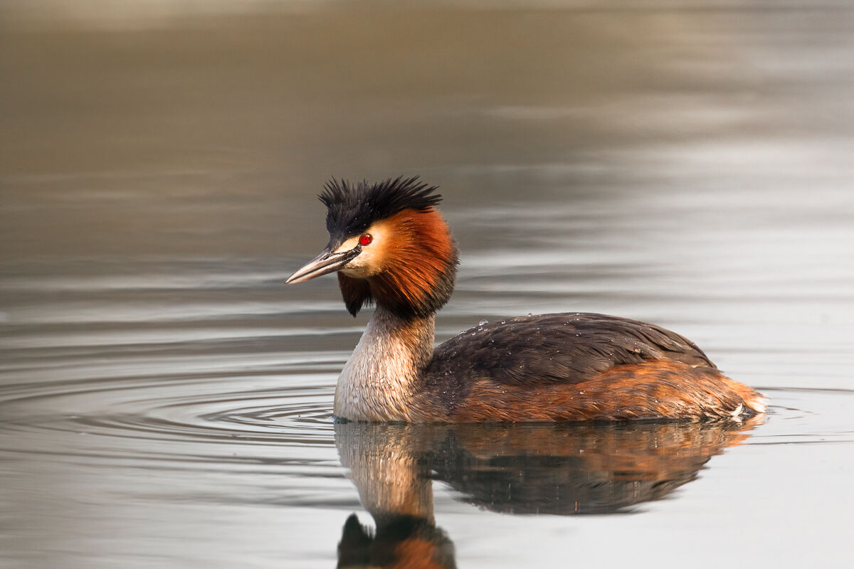 Major flailed in wedding dress ...