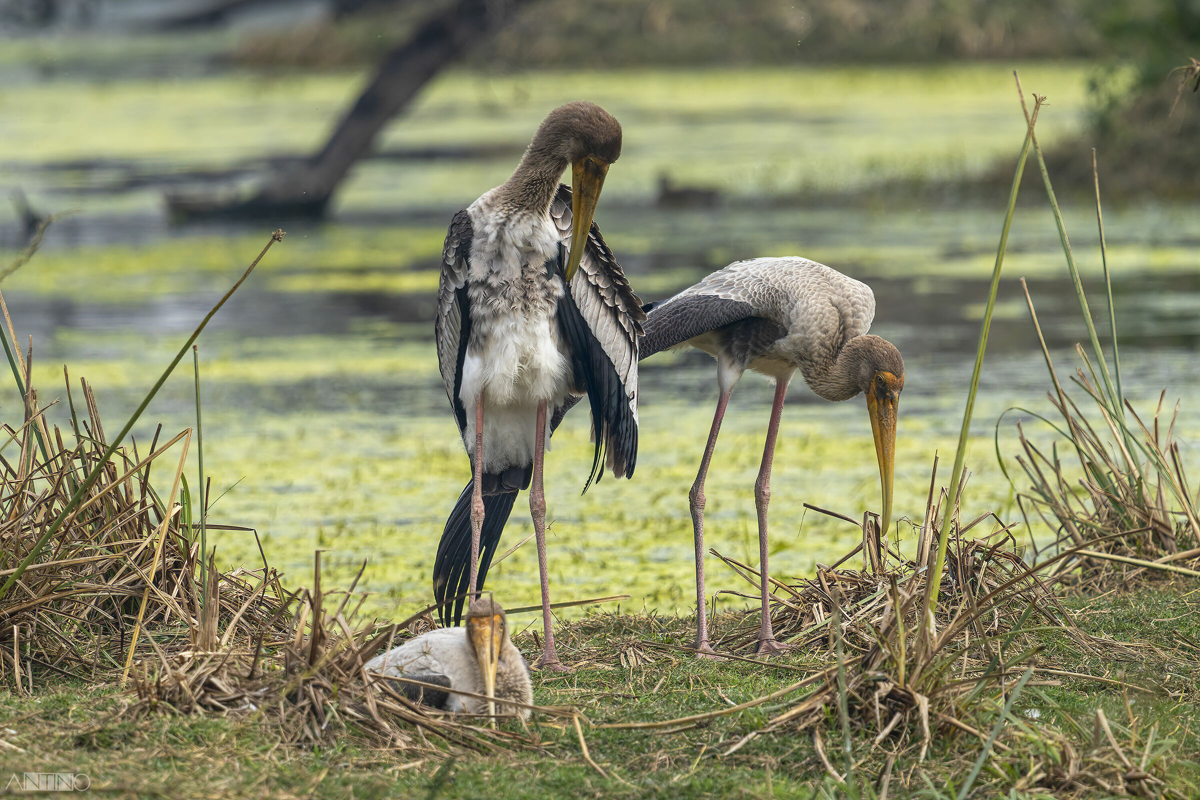 Immature colorful tantalo