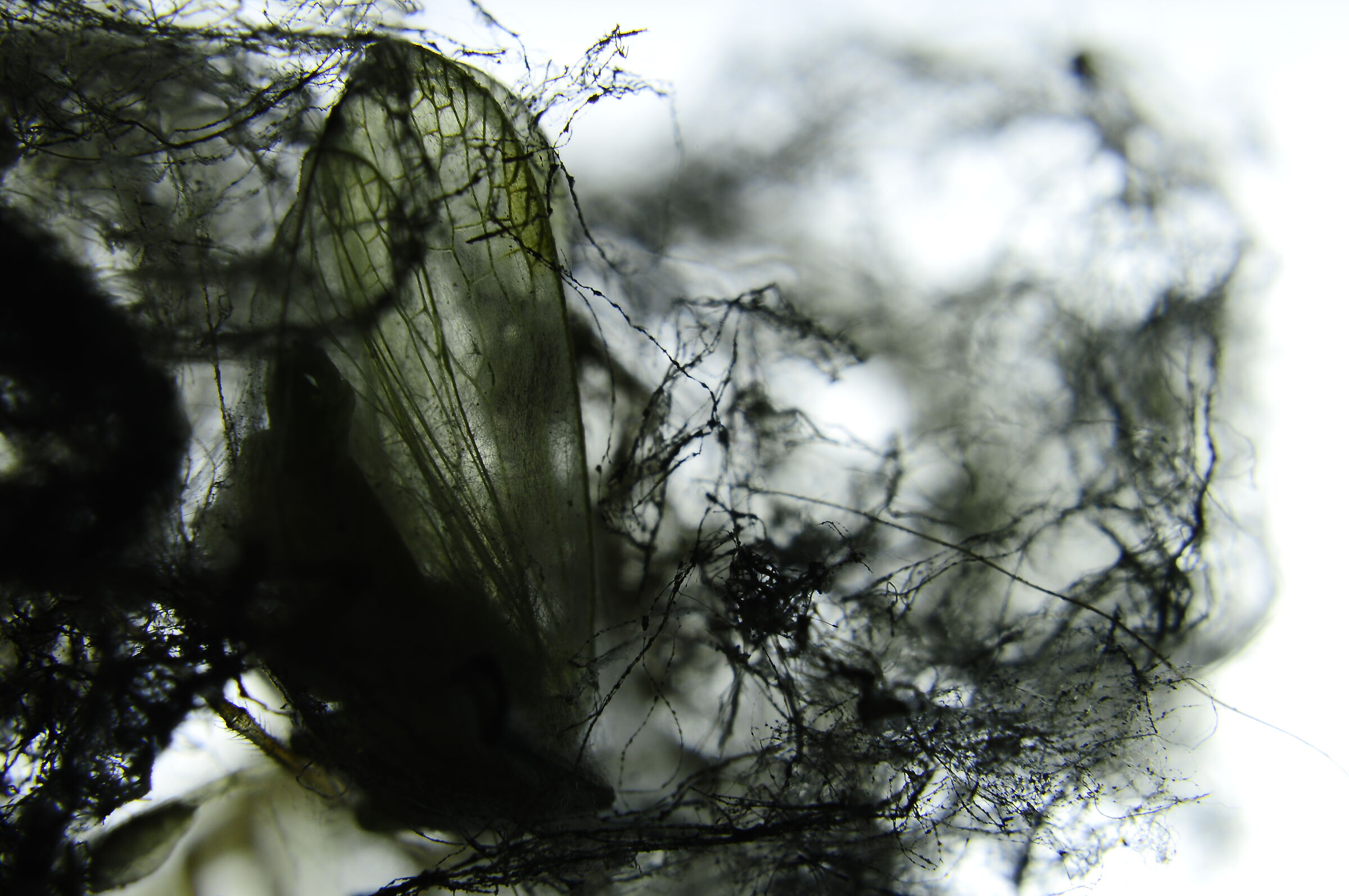 La Foresta delle cose morte 001/ Le ali del guardiano