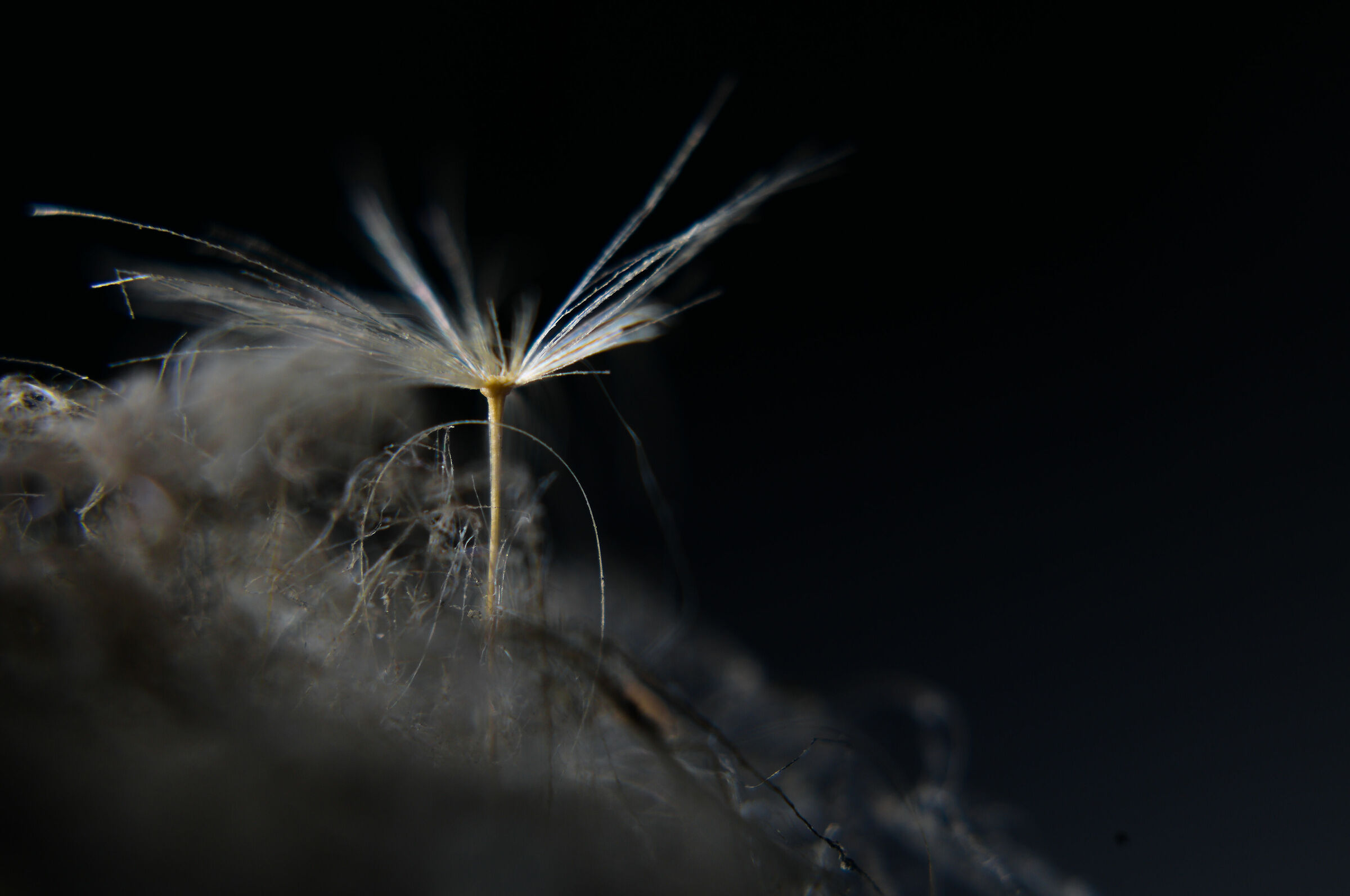 The Forest of Things Dead 002/ The Flower on the Abyss