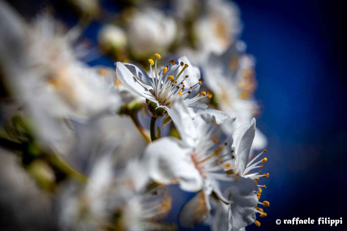 Fiori di pruno