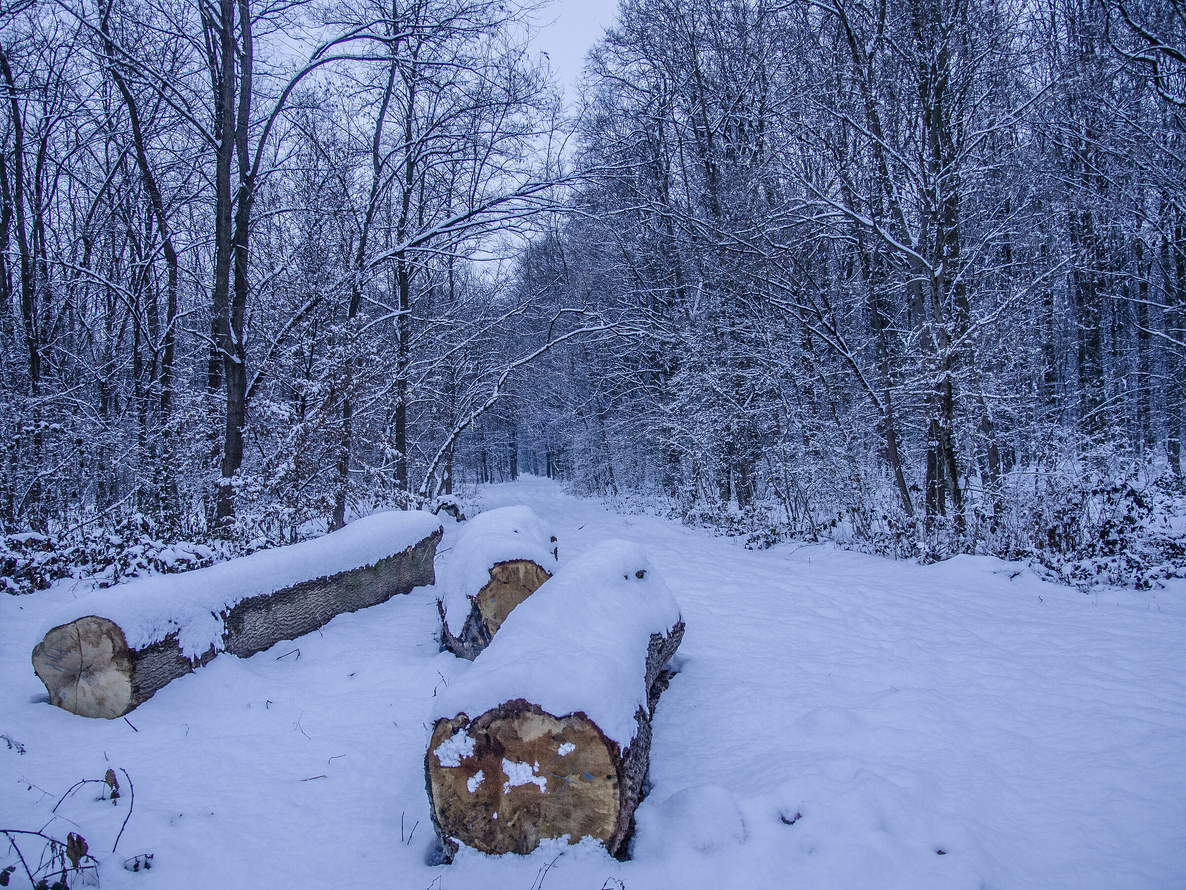 Winter forest
