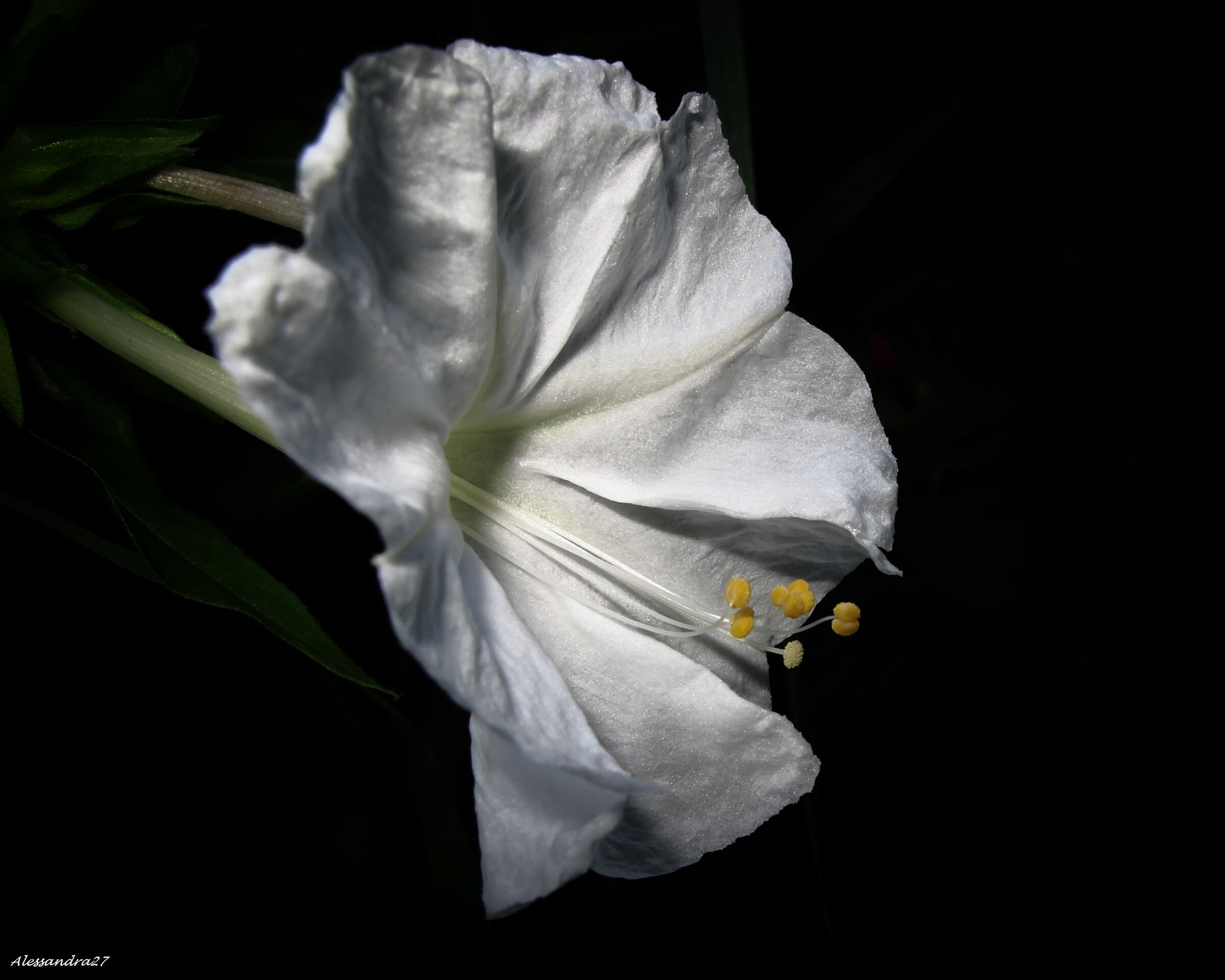 ... la bella di notte ...