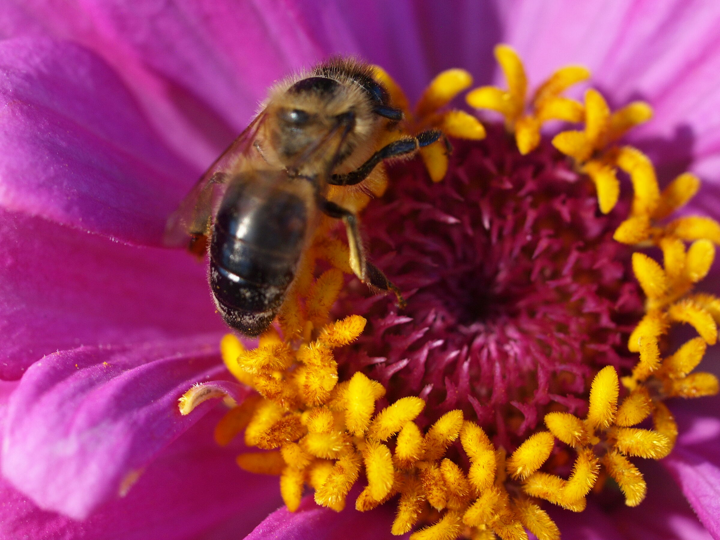 Hungry bee