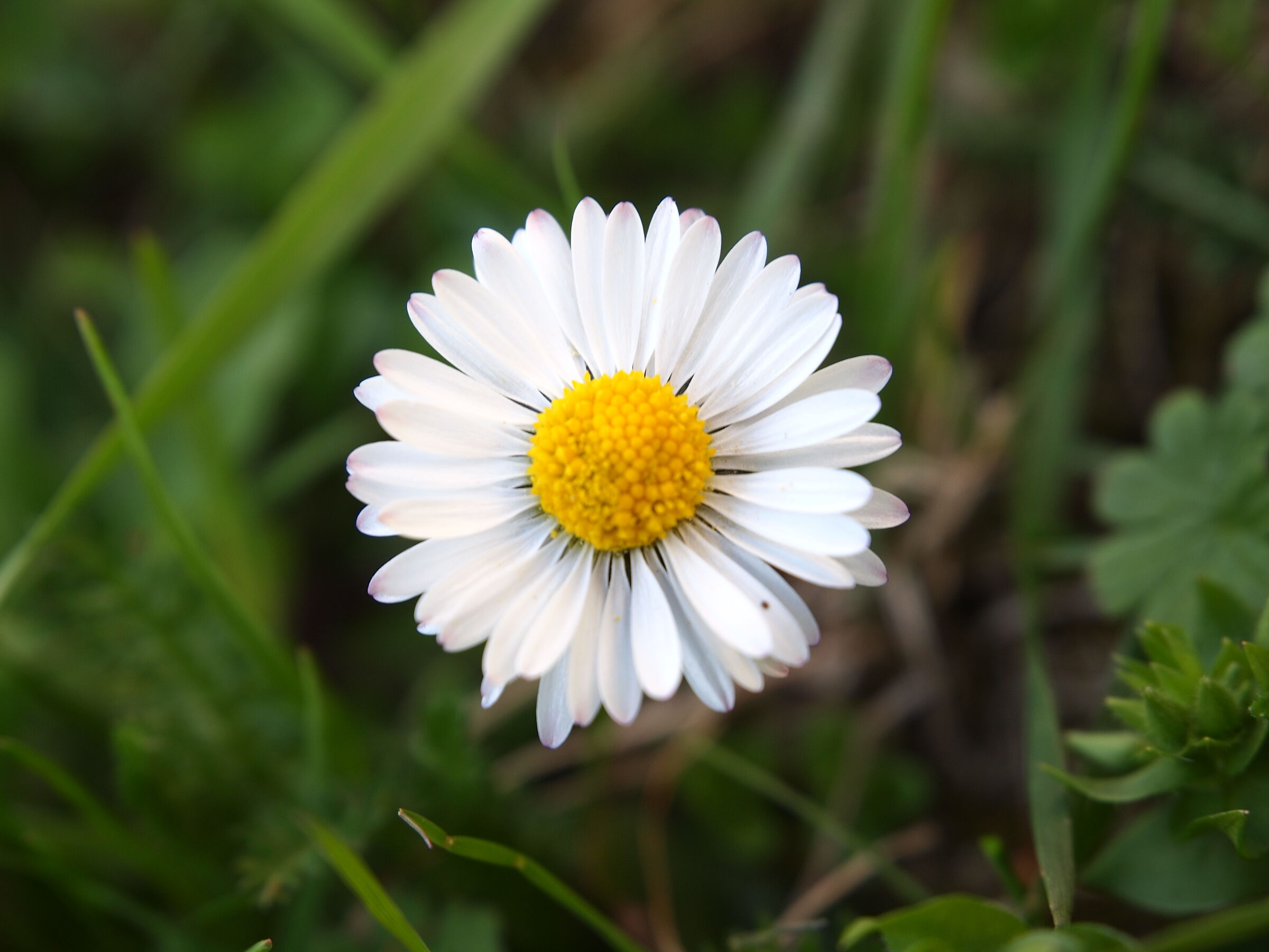 macro
