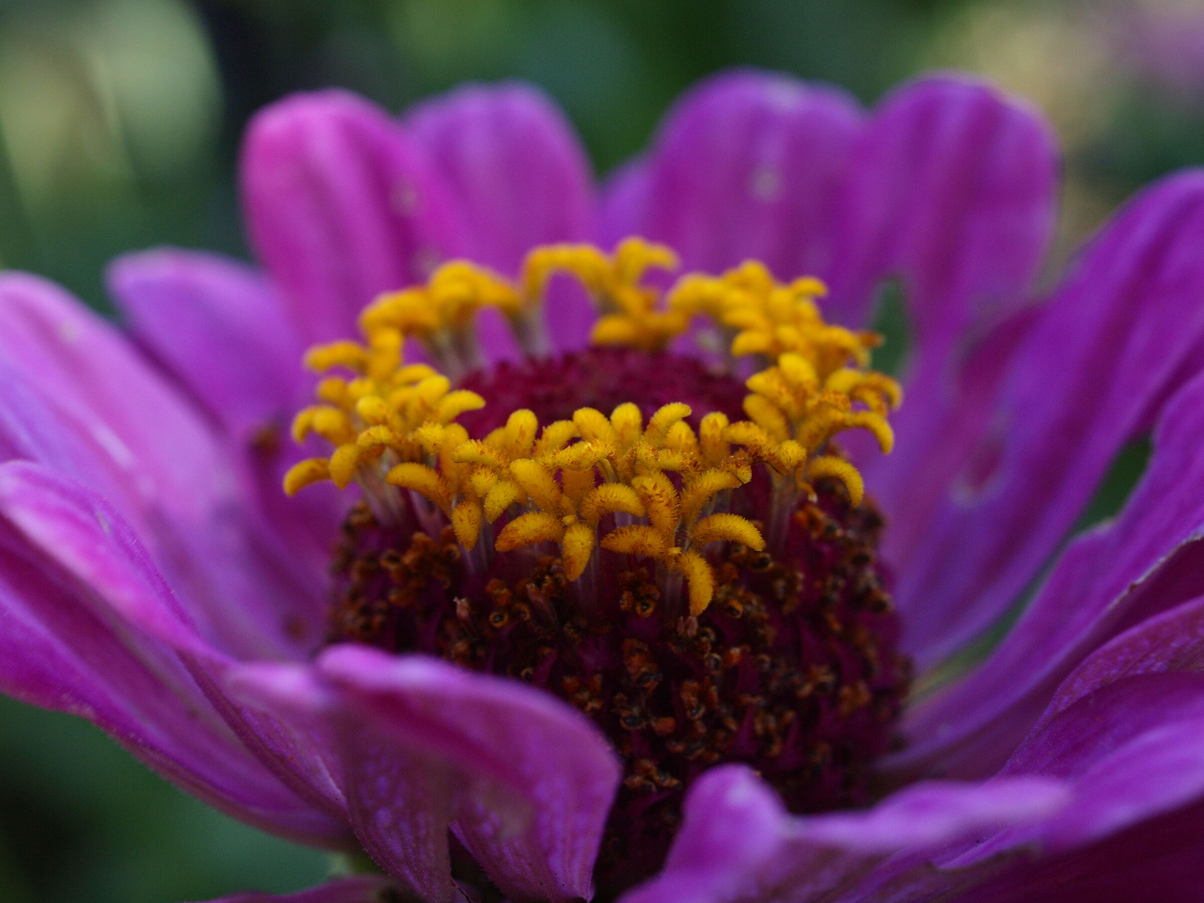 macro