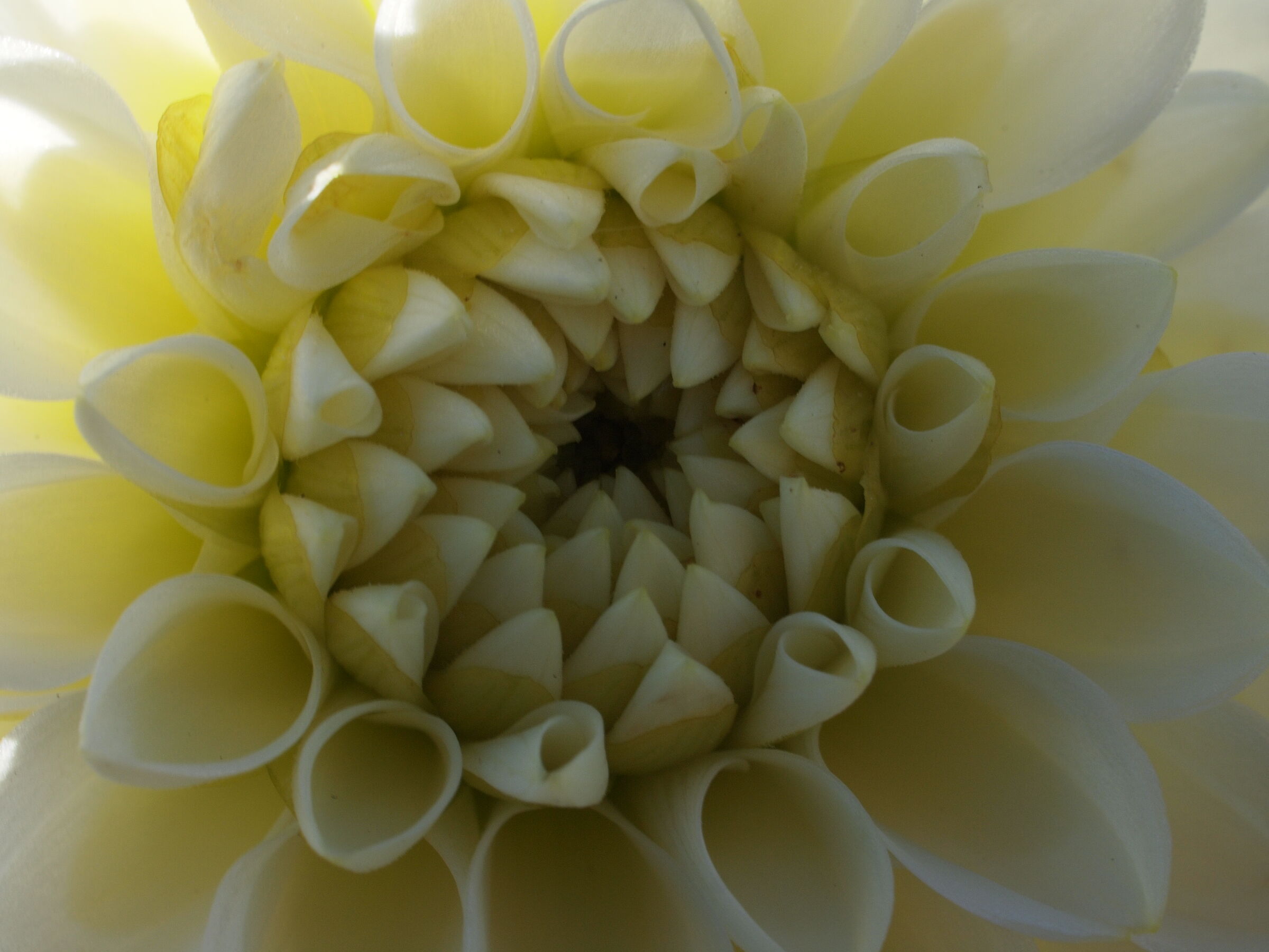 macro