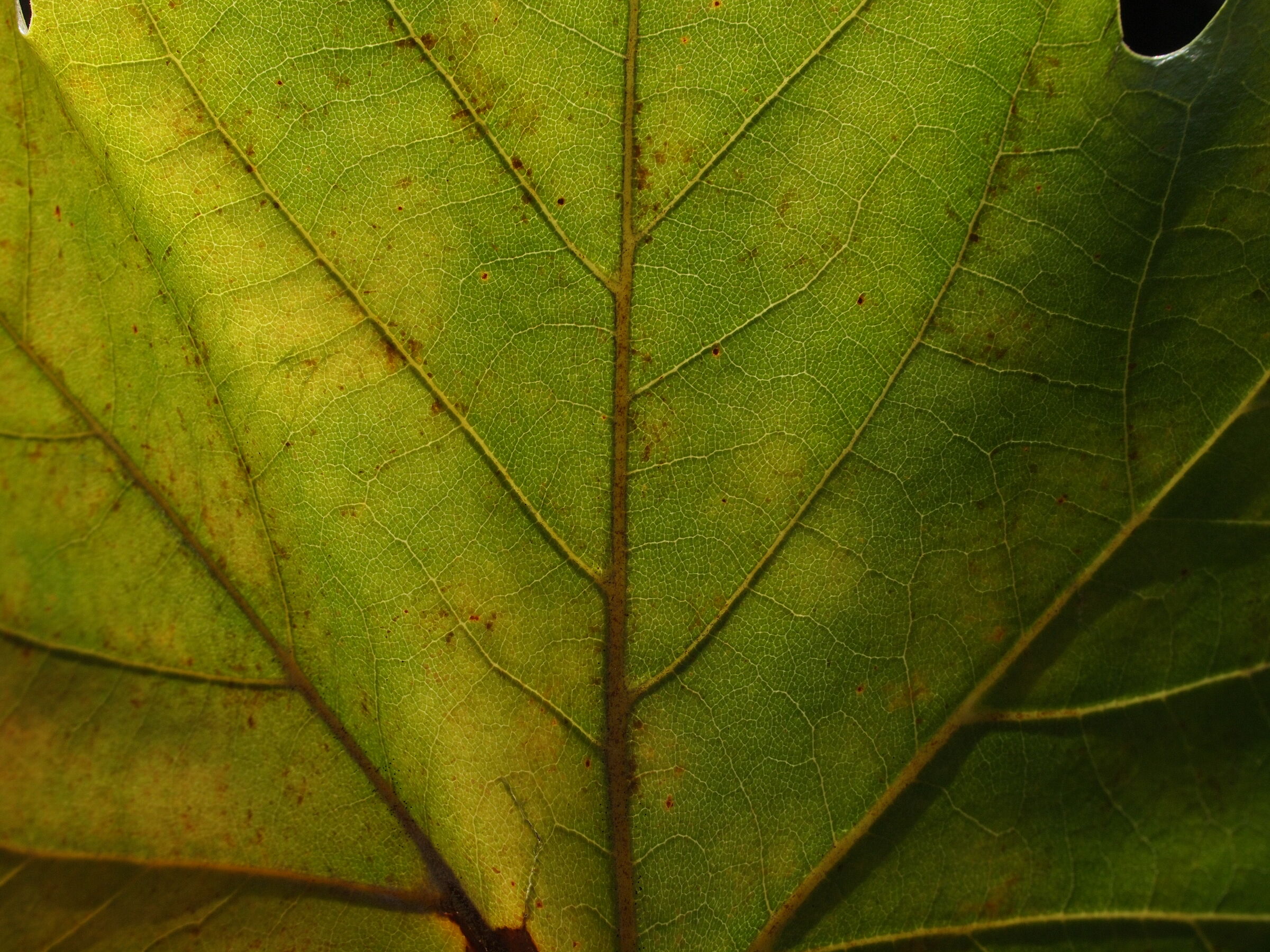 macro