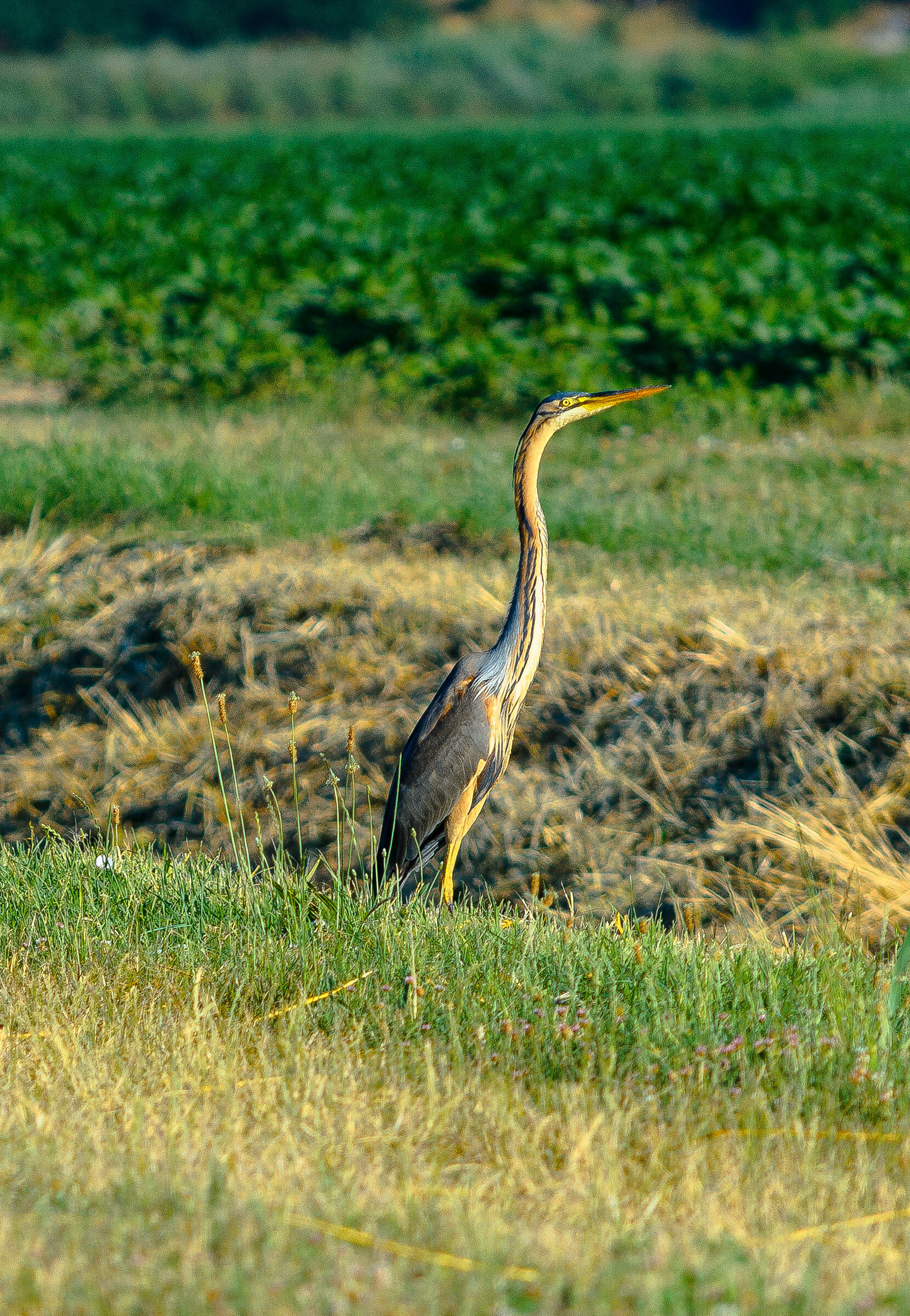Red Heron