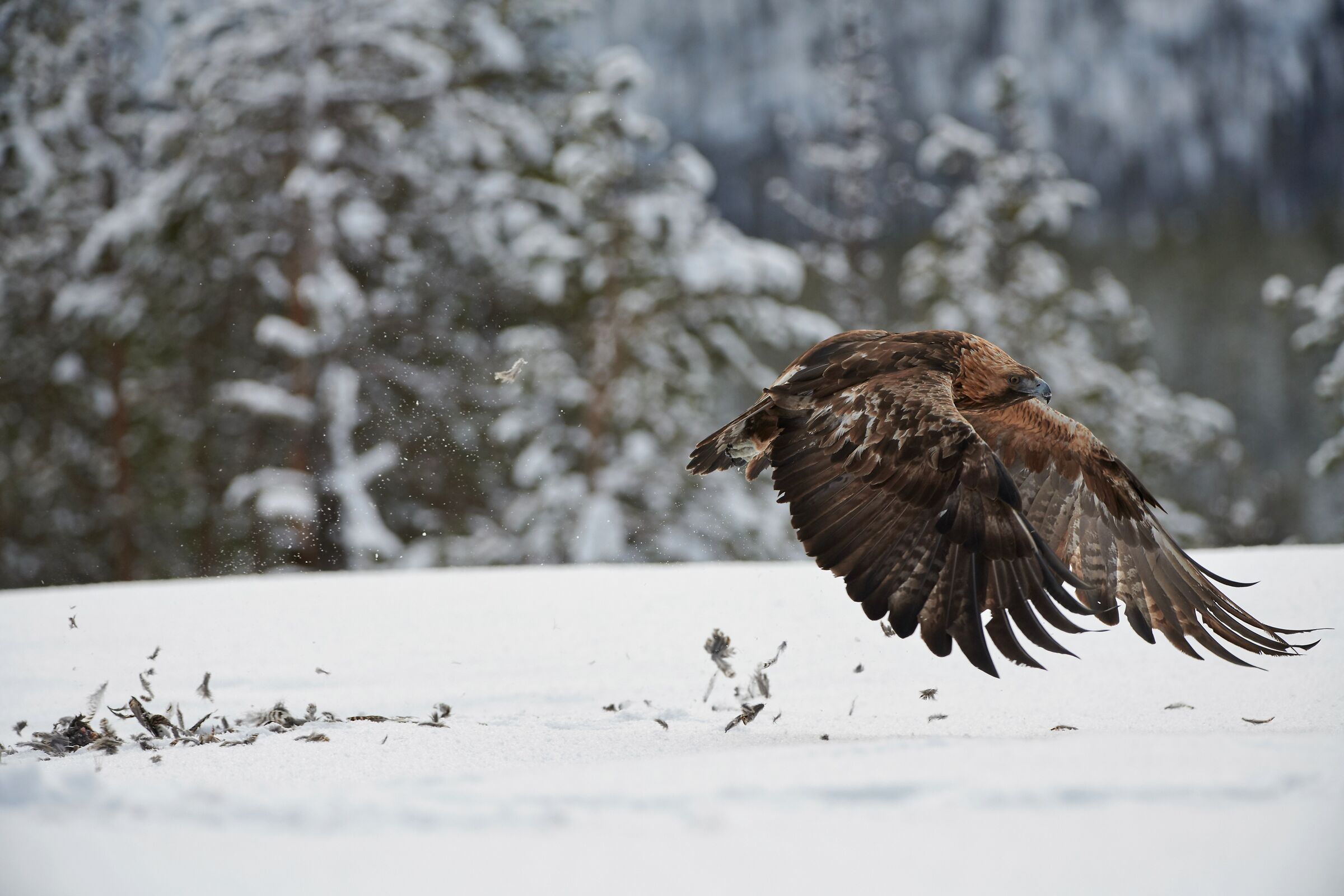 Eagle - Kuusamo (Finland 2020)