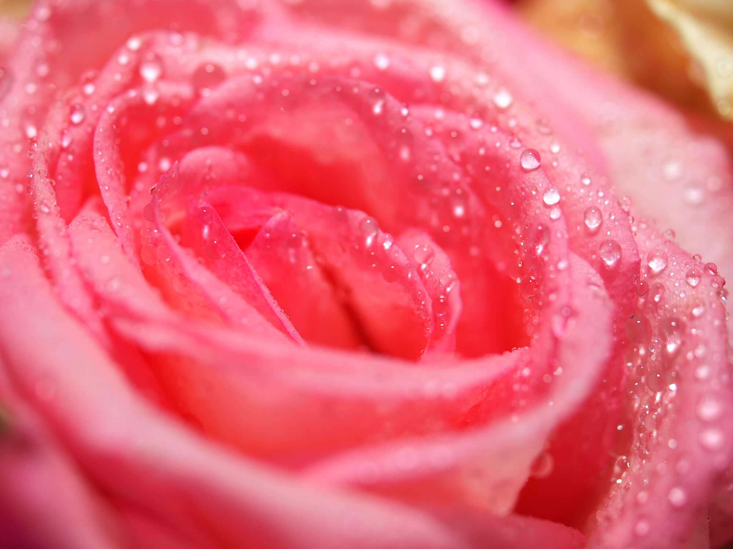 rose drops