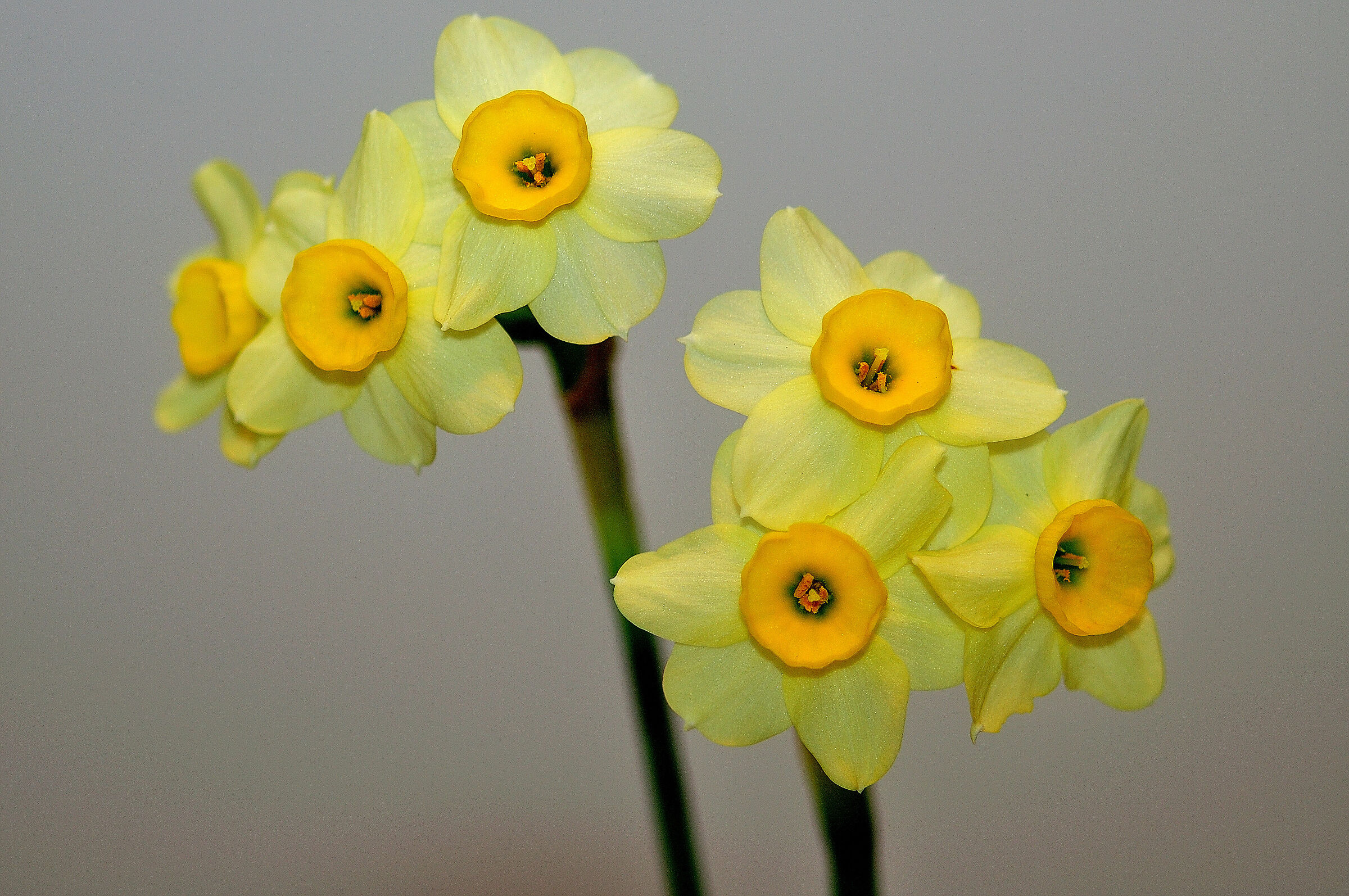 Daffodils