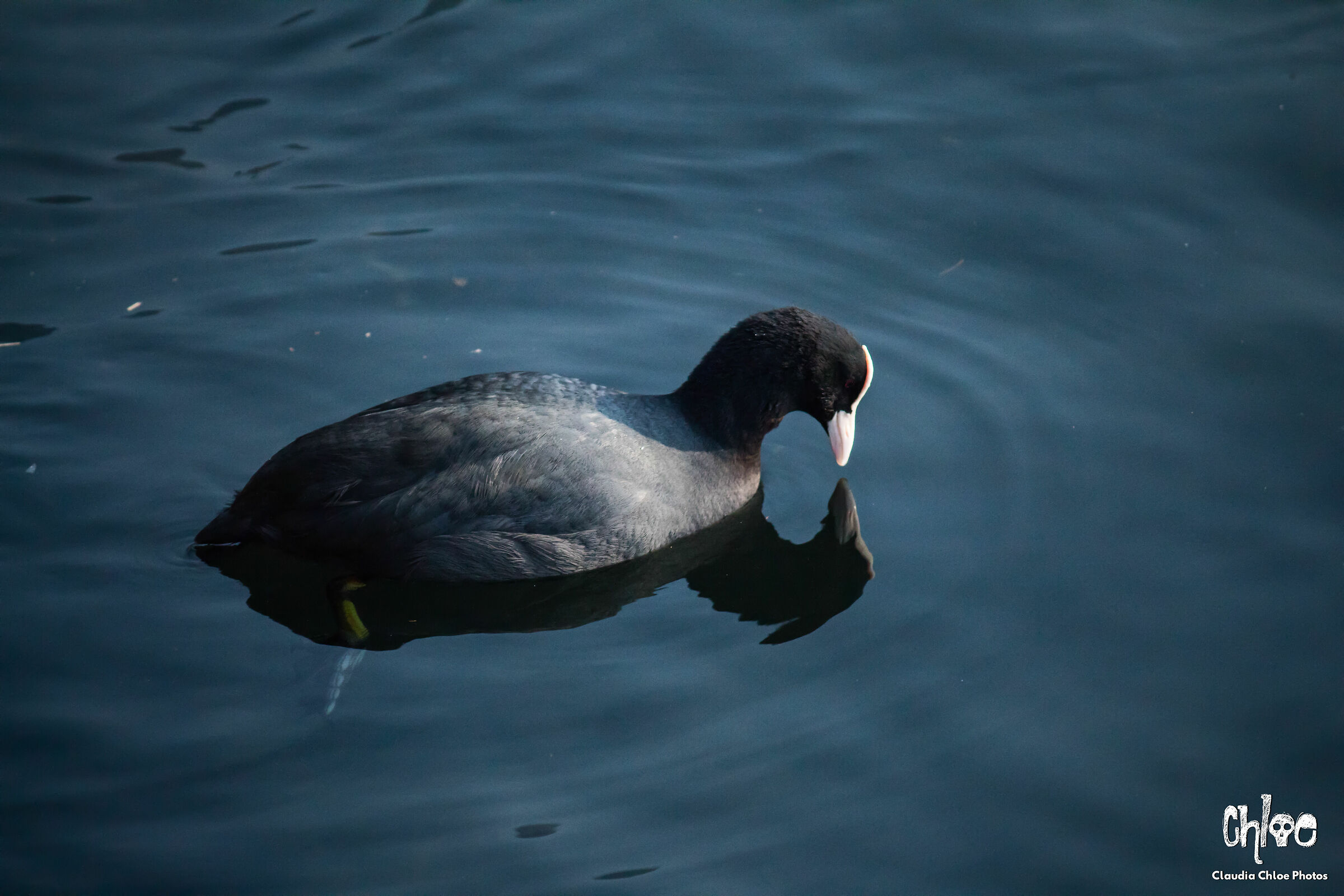 A watery mirror (repost)