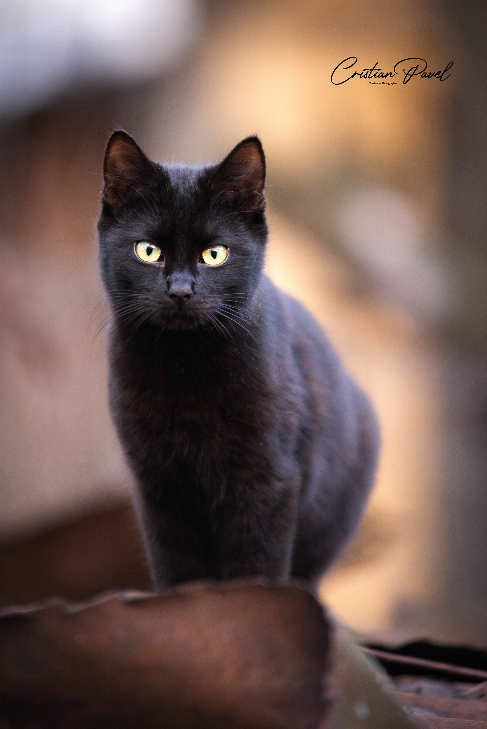 Black cat