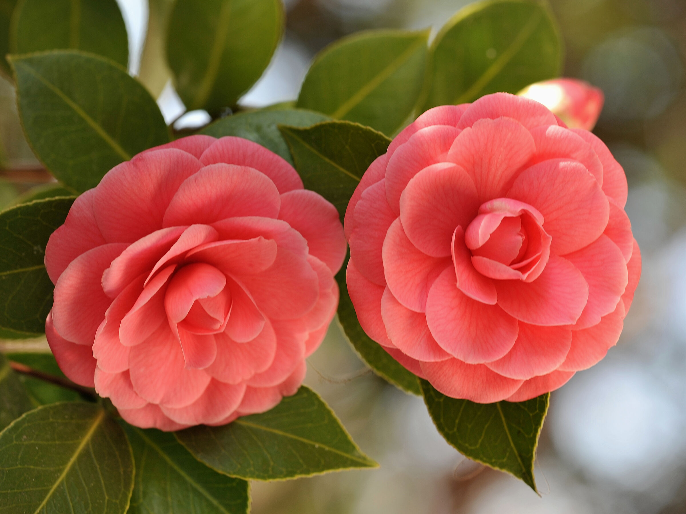 Camellias