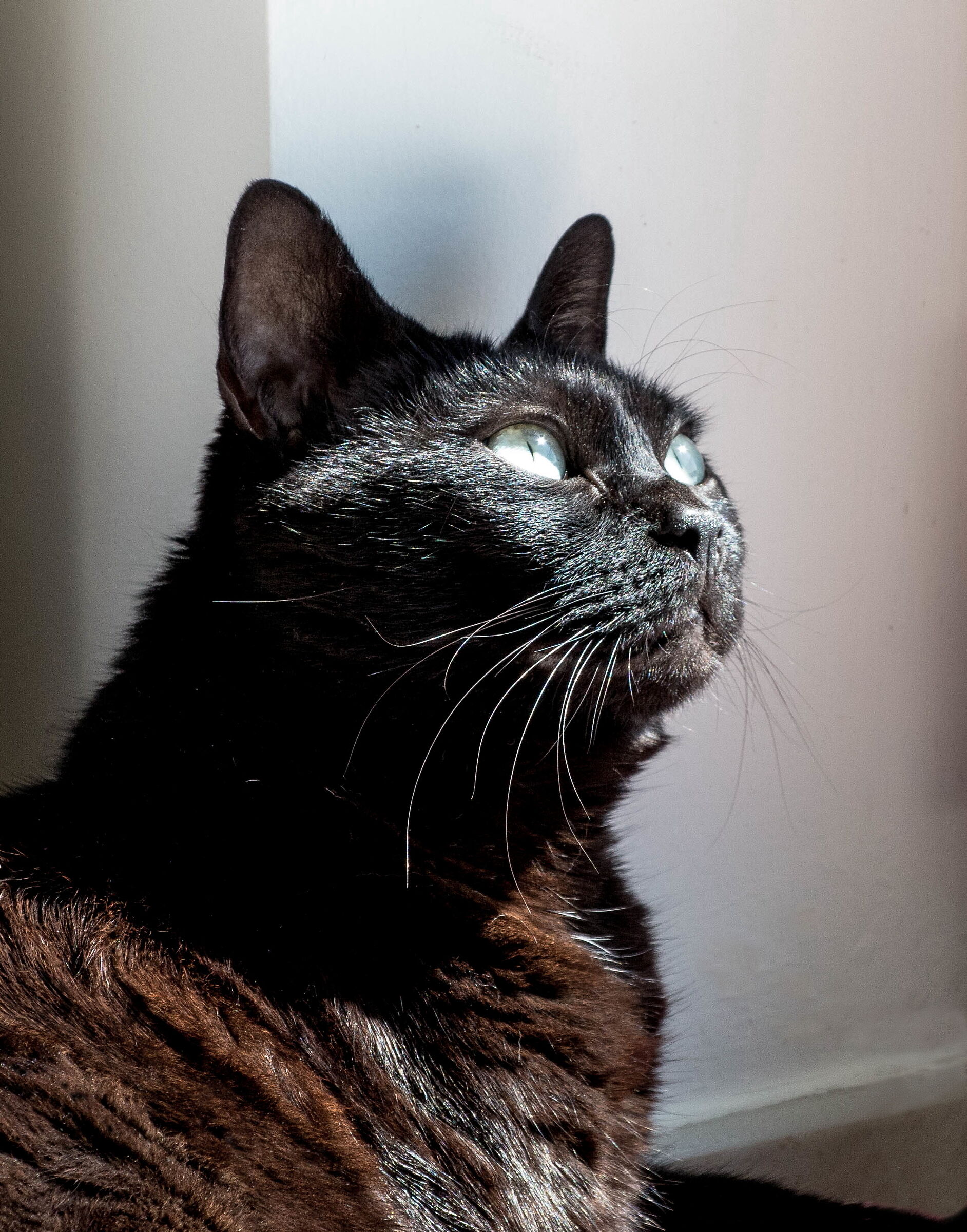 La mia piccola pantera