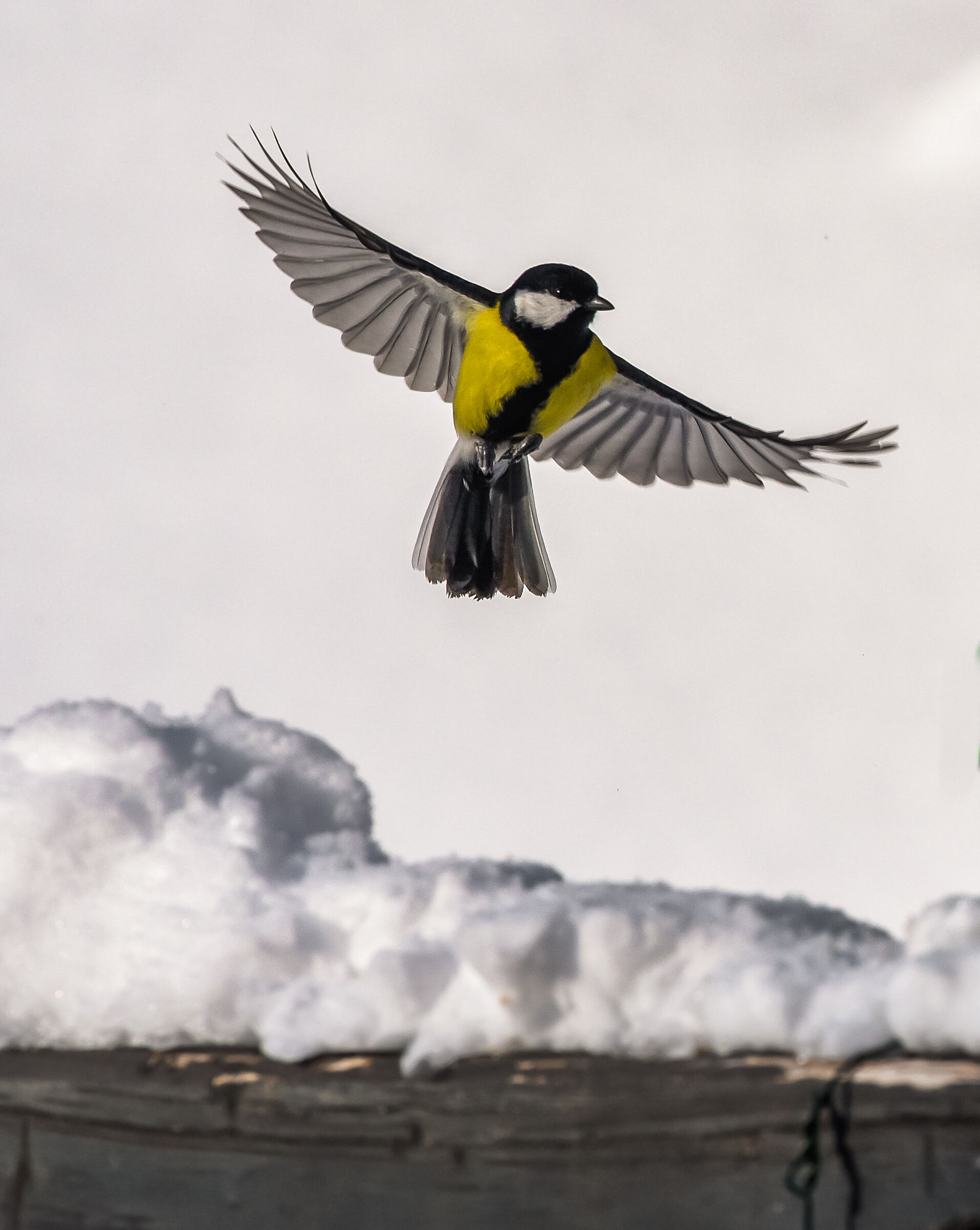 Tinciallegra in flight