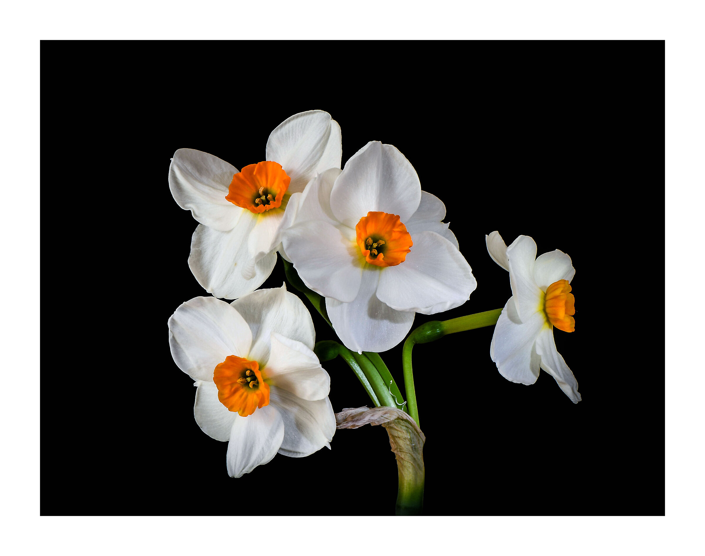 Narciso, il fiore della bellezza.