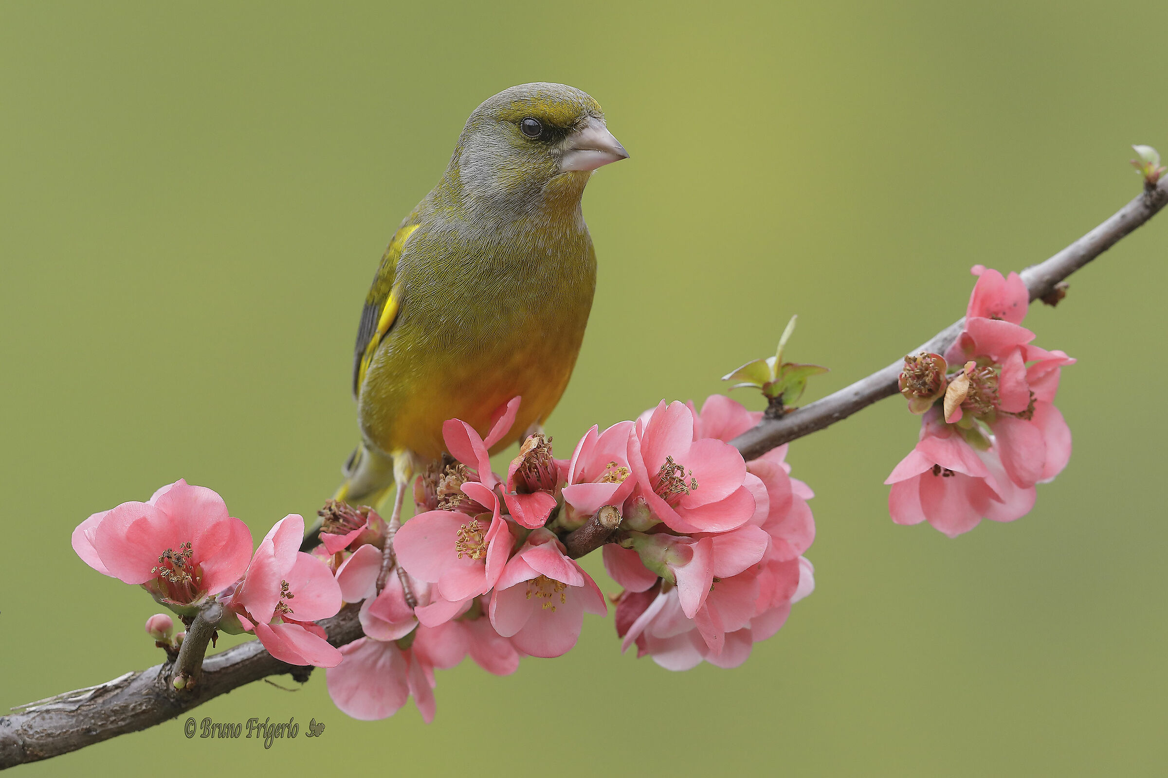 sempre in tema primavera-verdone 2