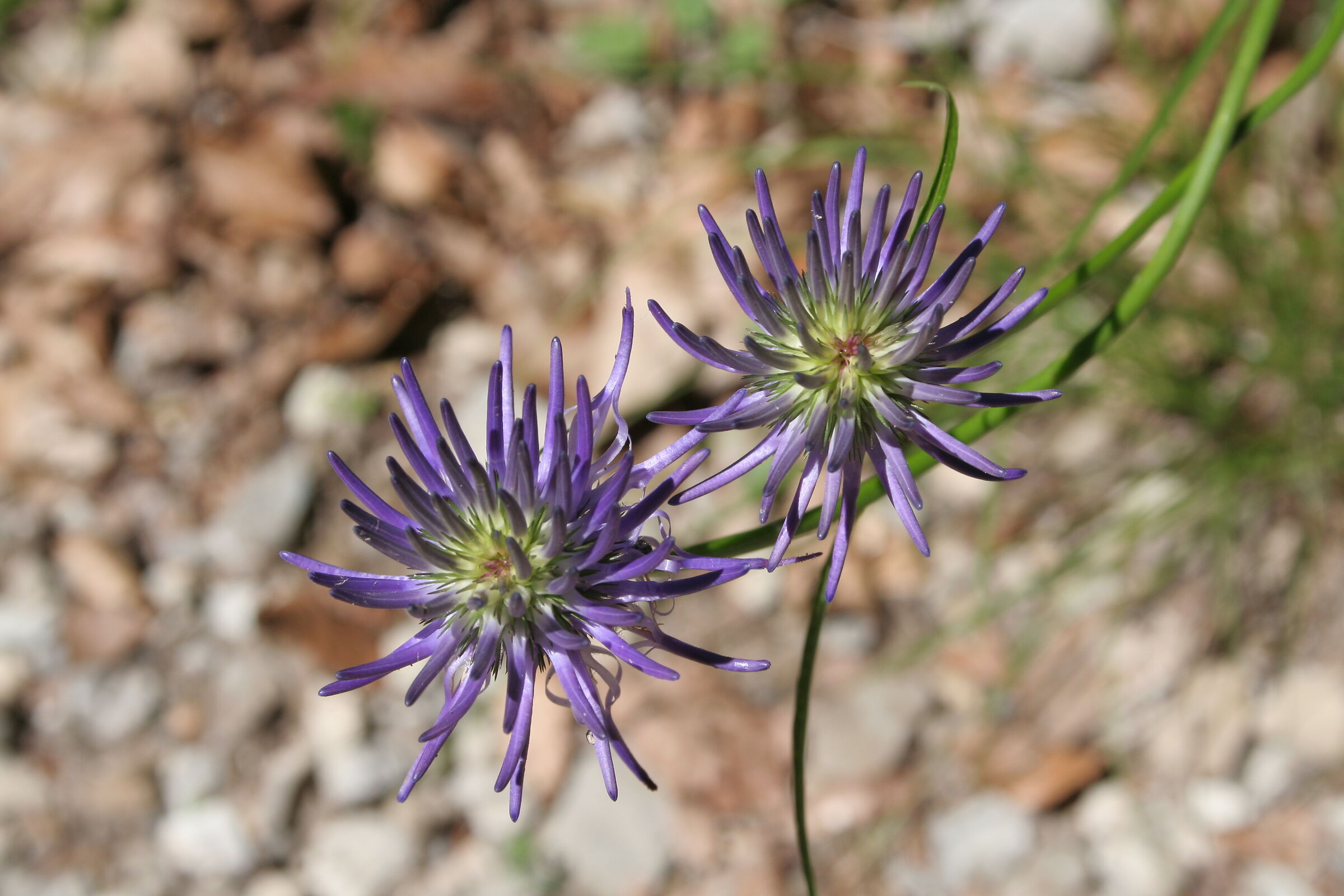 Phyteuma scheuchzeri, Val Marcia (TN)