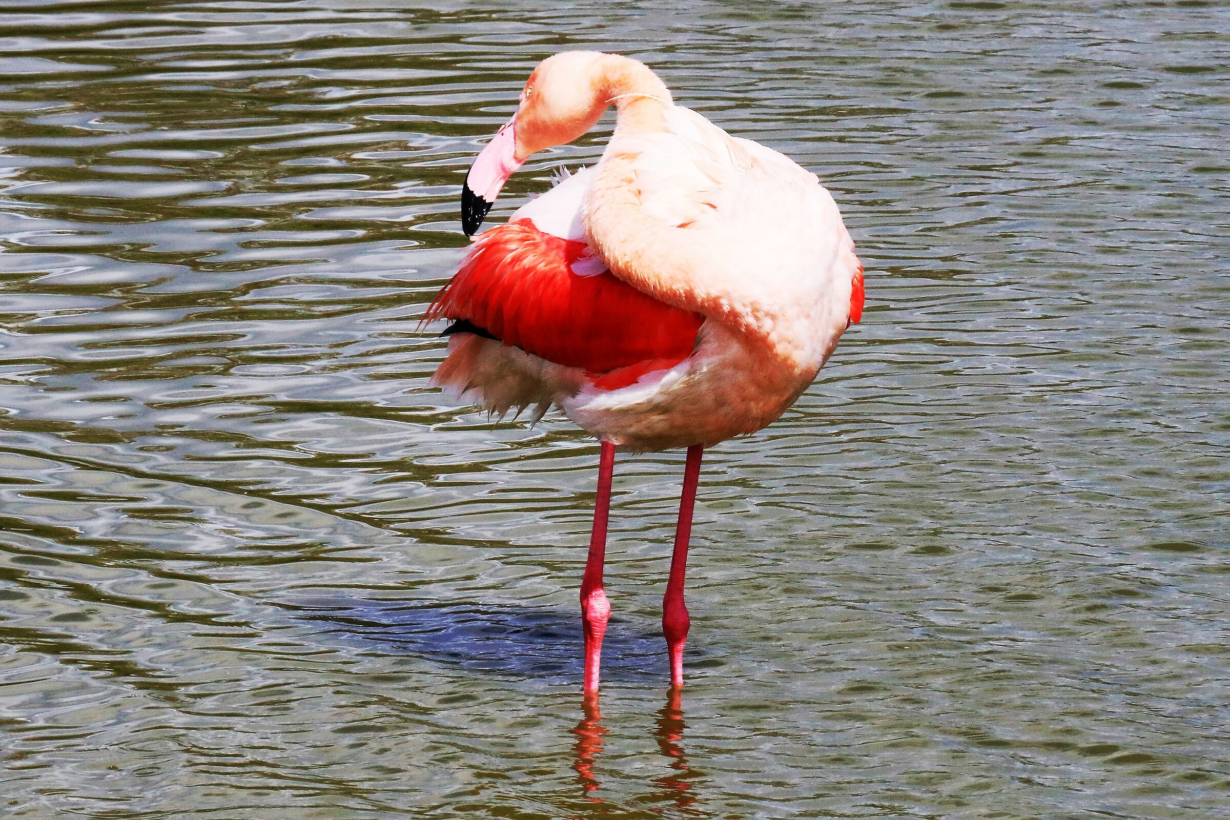 Photo Camargue flamingo photo April 2019