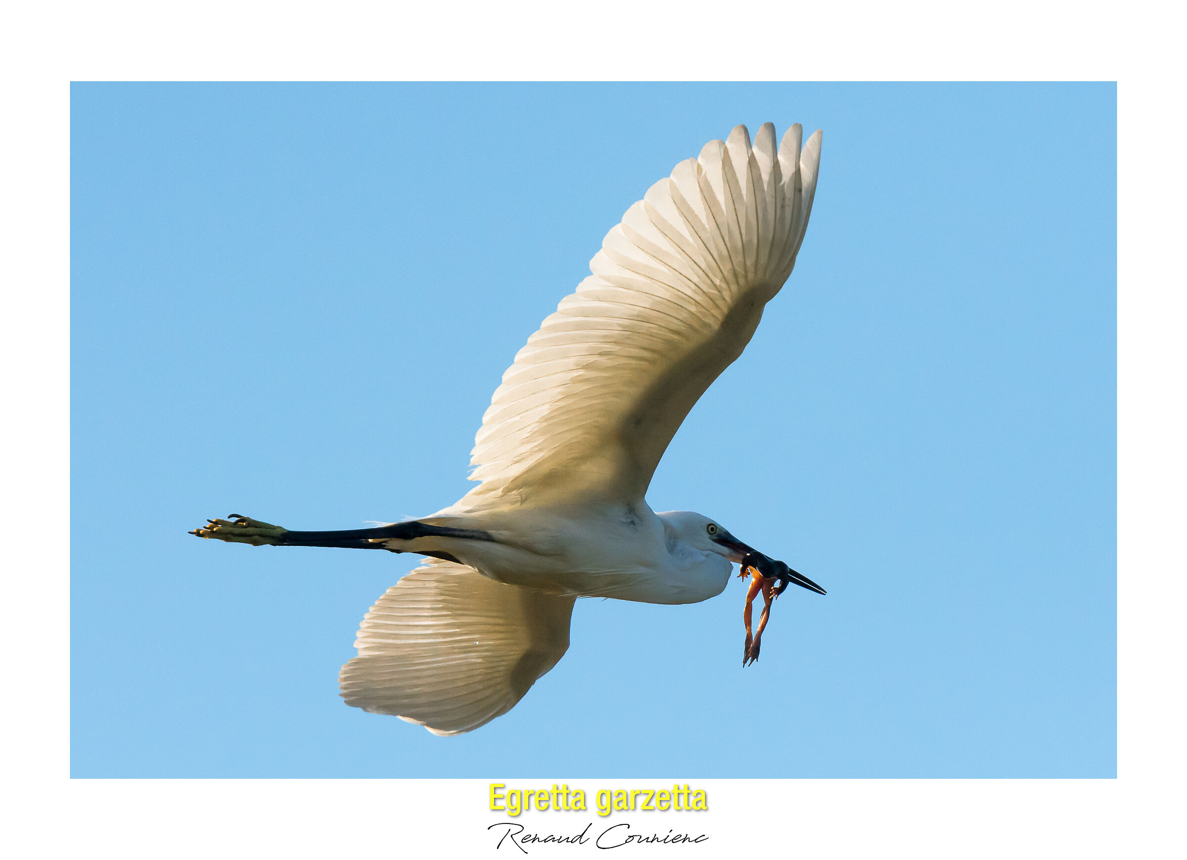Guarda cosa porto a casa