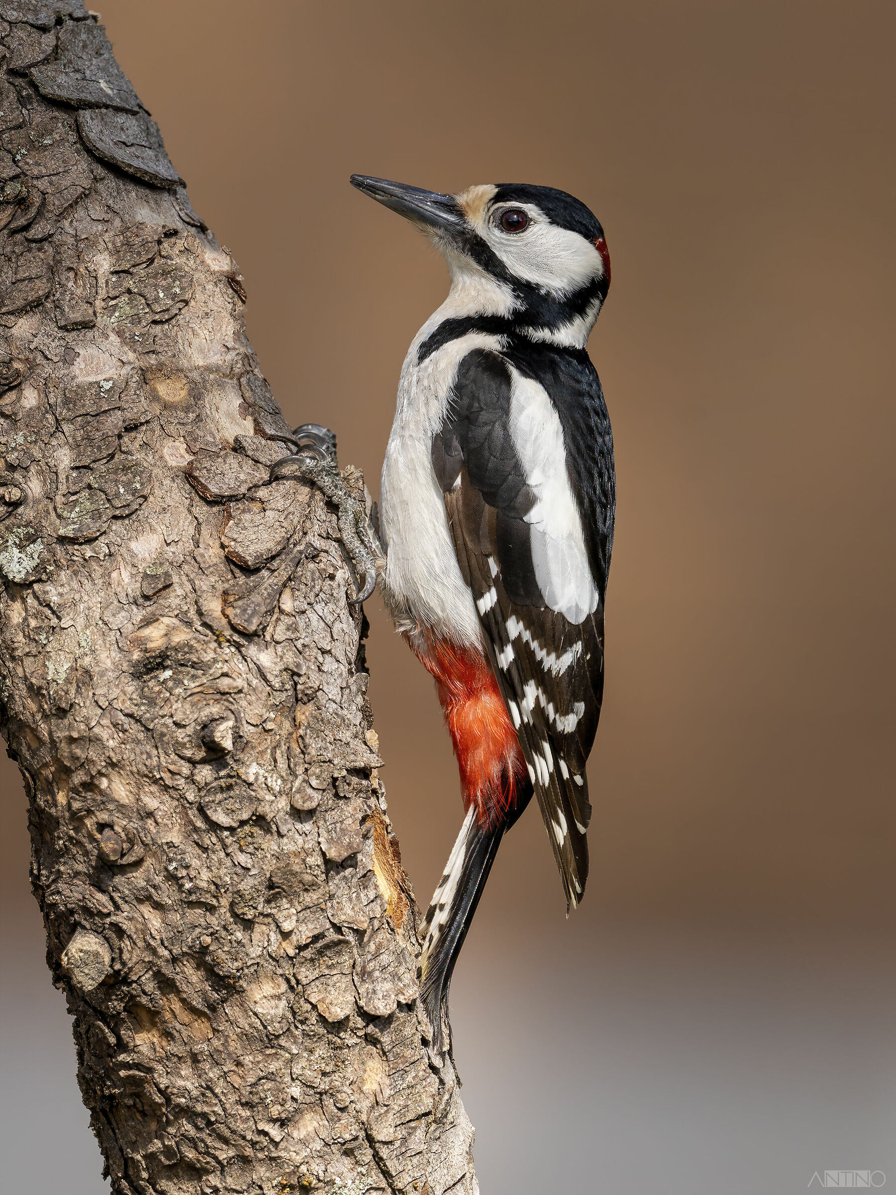 Picchio rosso maggiore