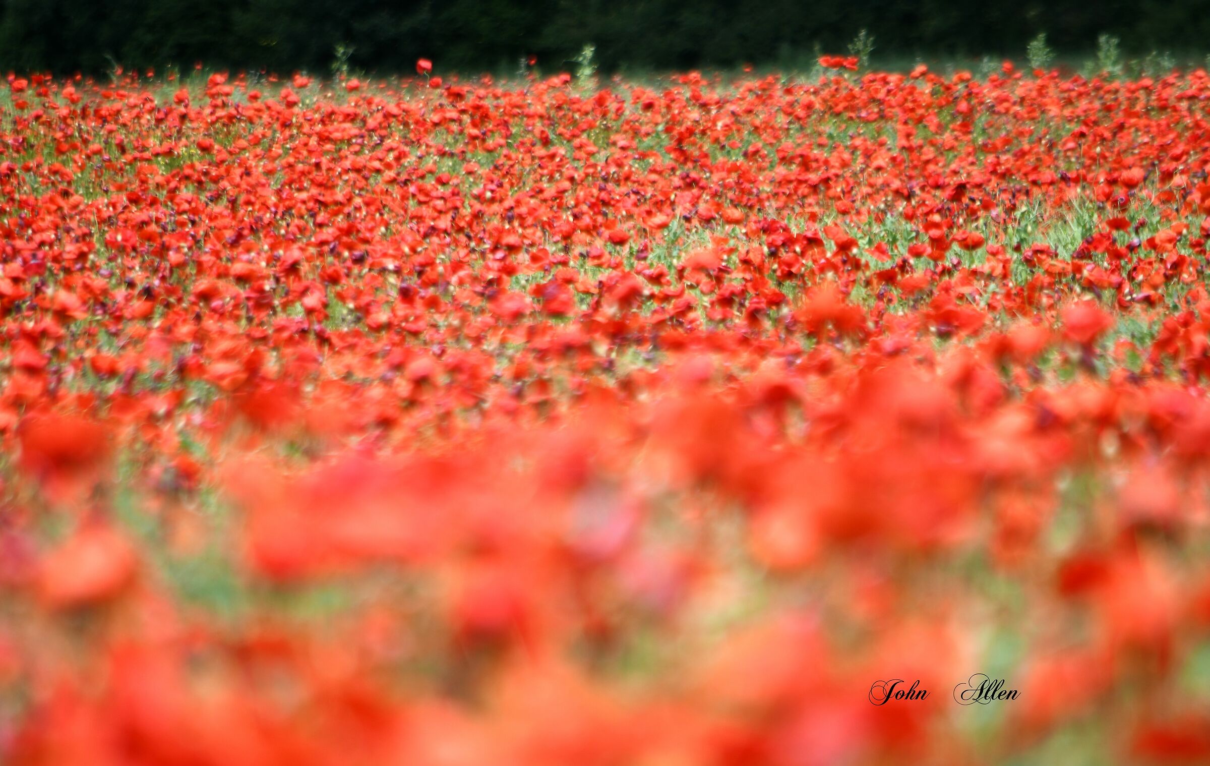 Field of poppies