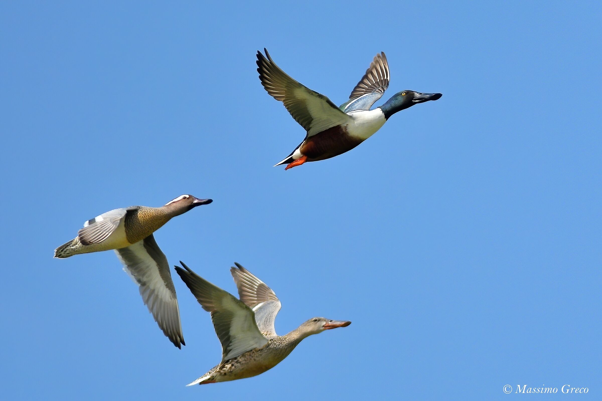 Coppia di Mestoloni e Marzaiola