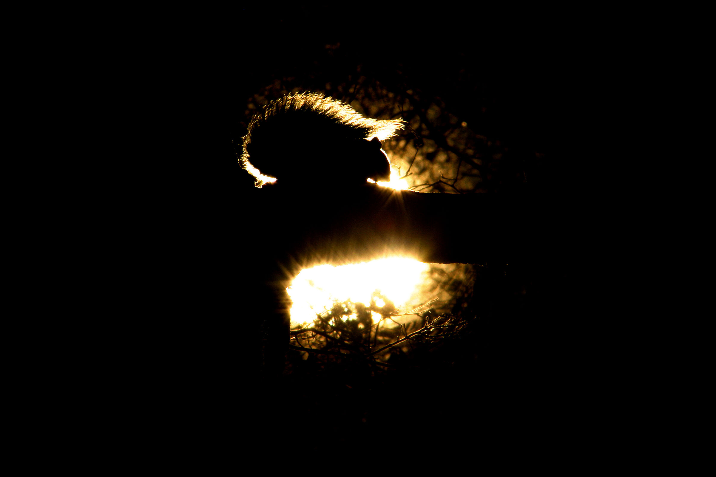 Squirrel - Controluce