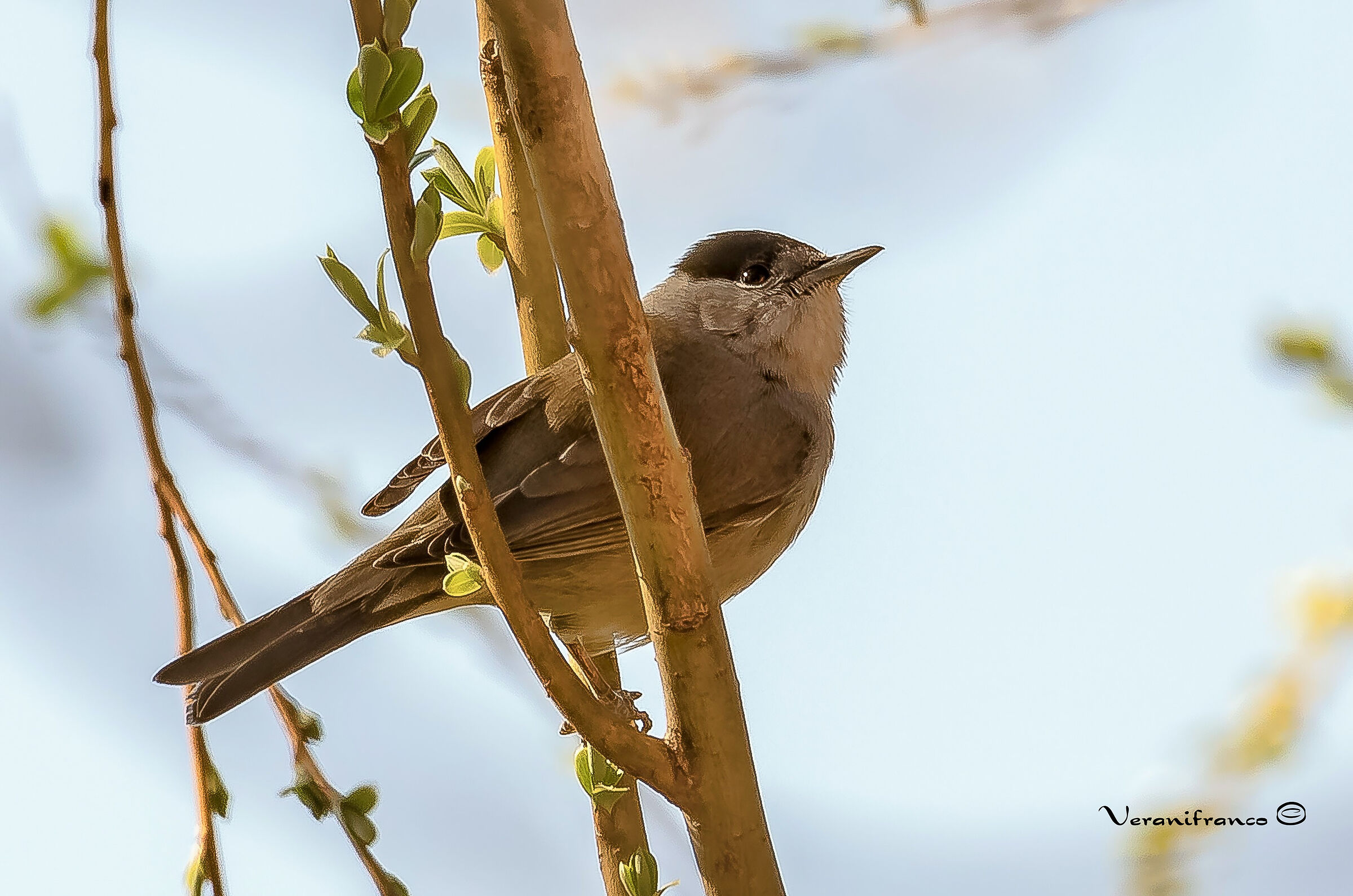 Capinera dal balcone di casa mia