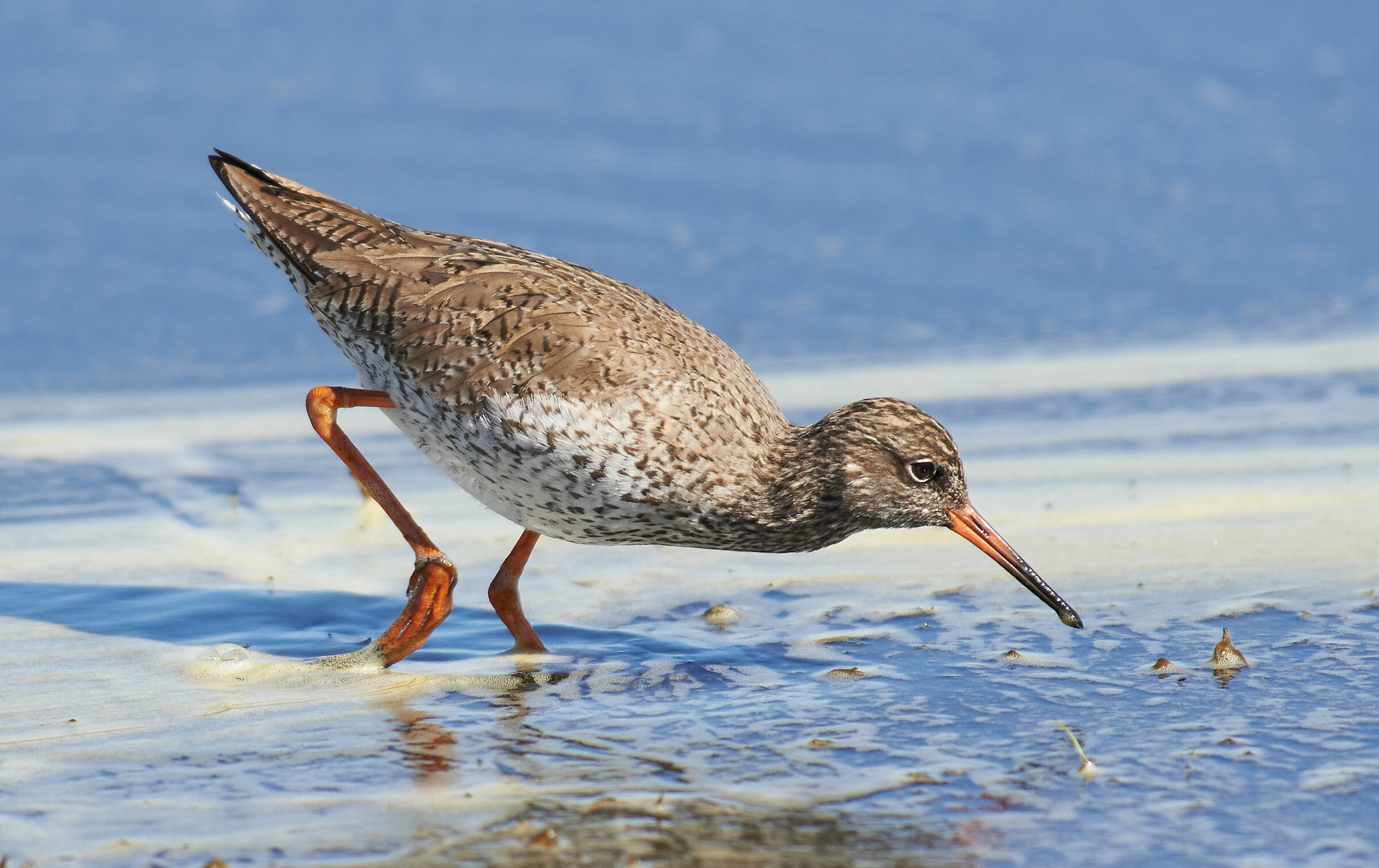 Redshank comune