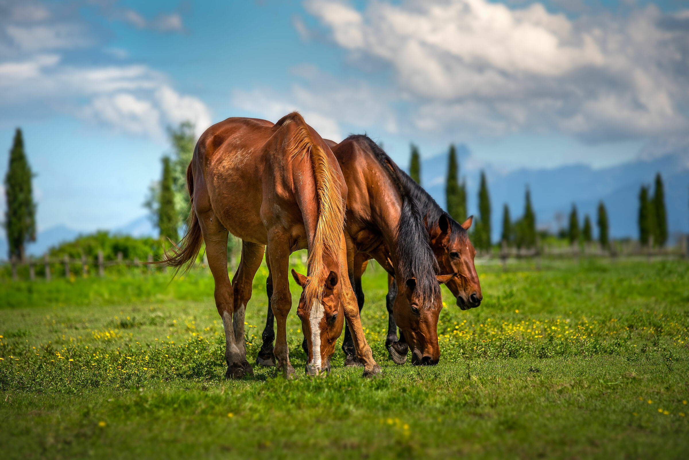 Cavalli nella tenuta di San Rossore, Pisa